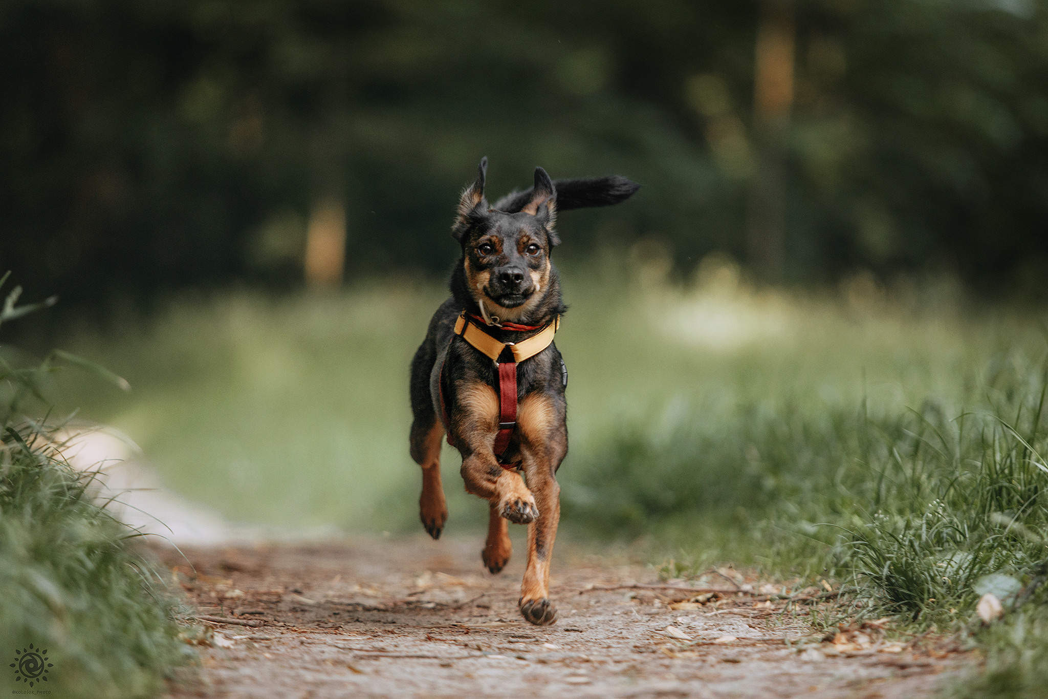 Родина Оливки. Фотограф-анімаліст Київ