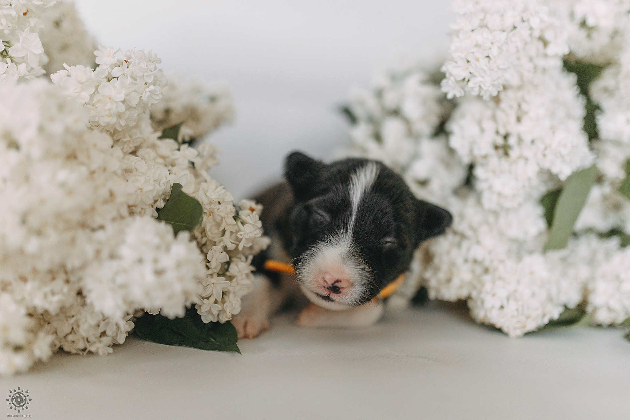 Бордер коллі. Фотограф-анімаліст Київ