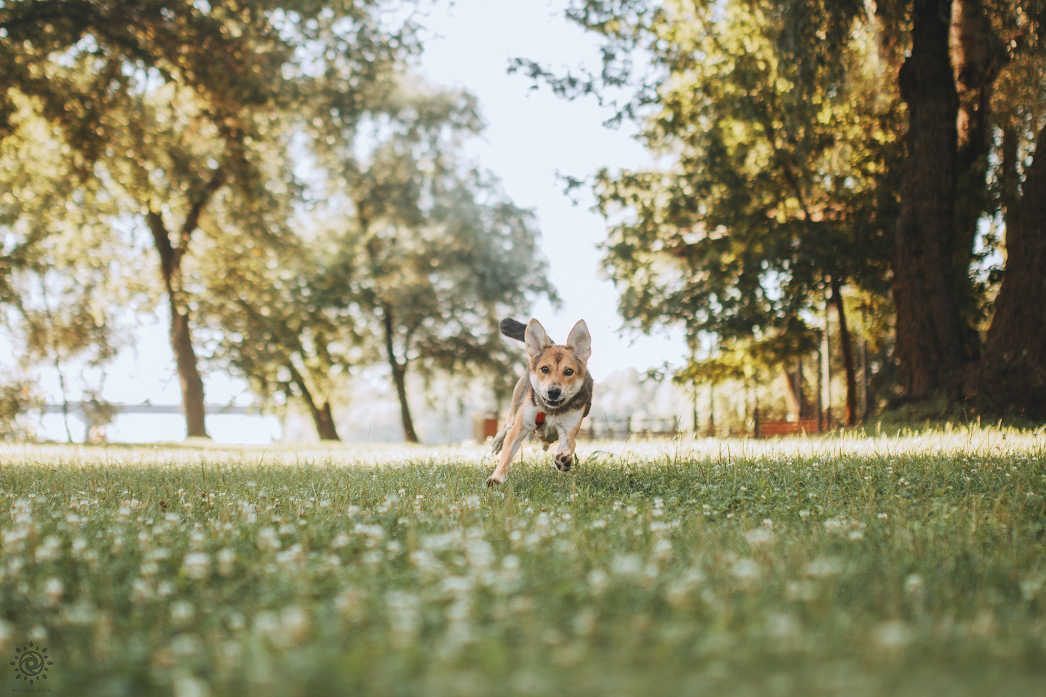 Родина Щастя. Фотограф-анімаліст Київ