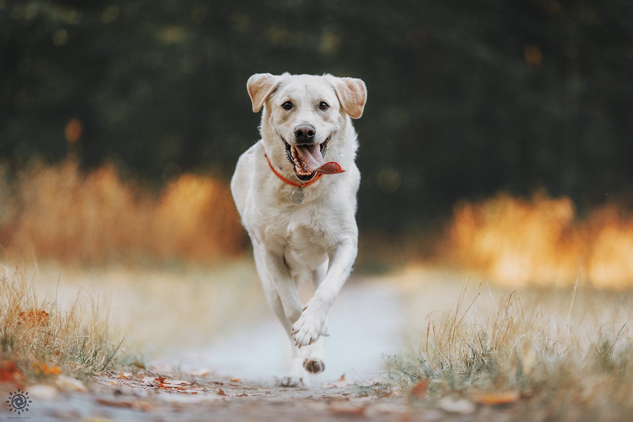 Родина Оззі. Фотограф-анімаліст Київ