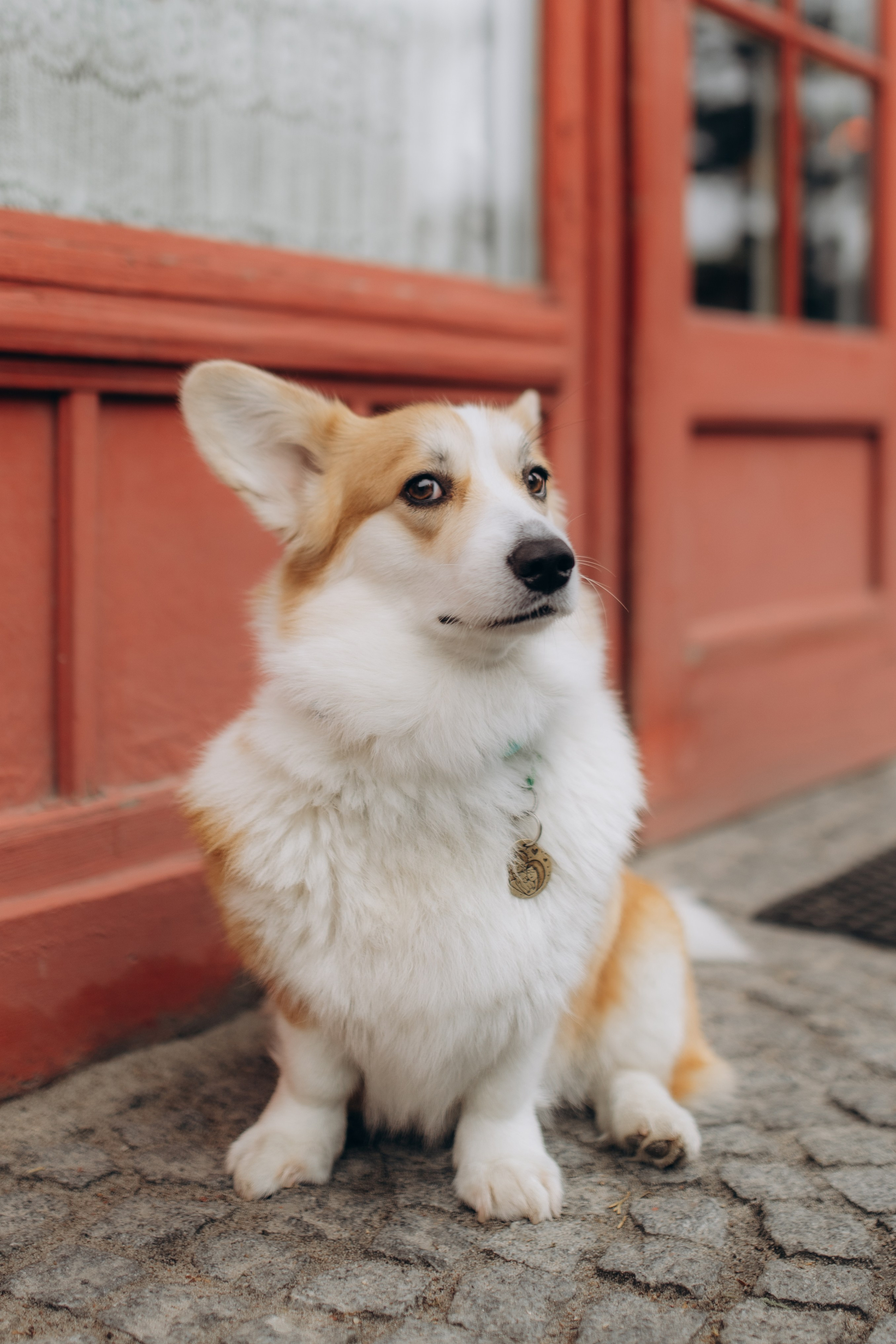 Карамелі 2 роки. Фотограф-анімаліст Київ