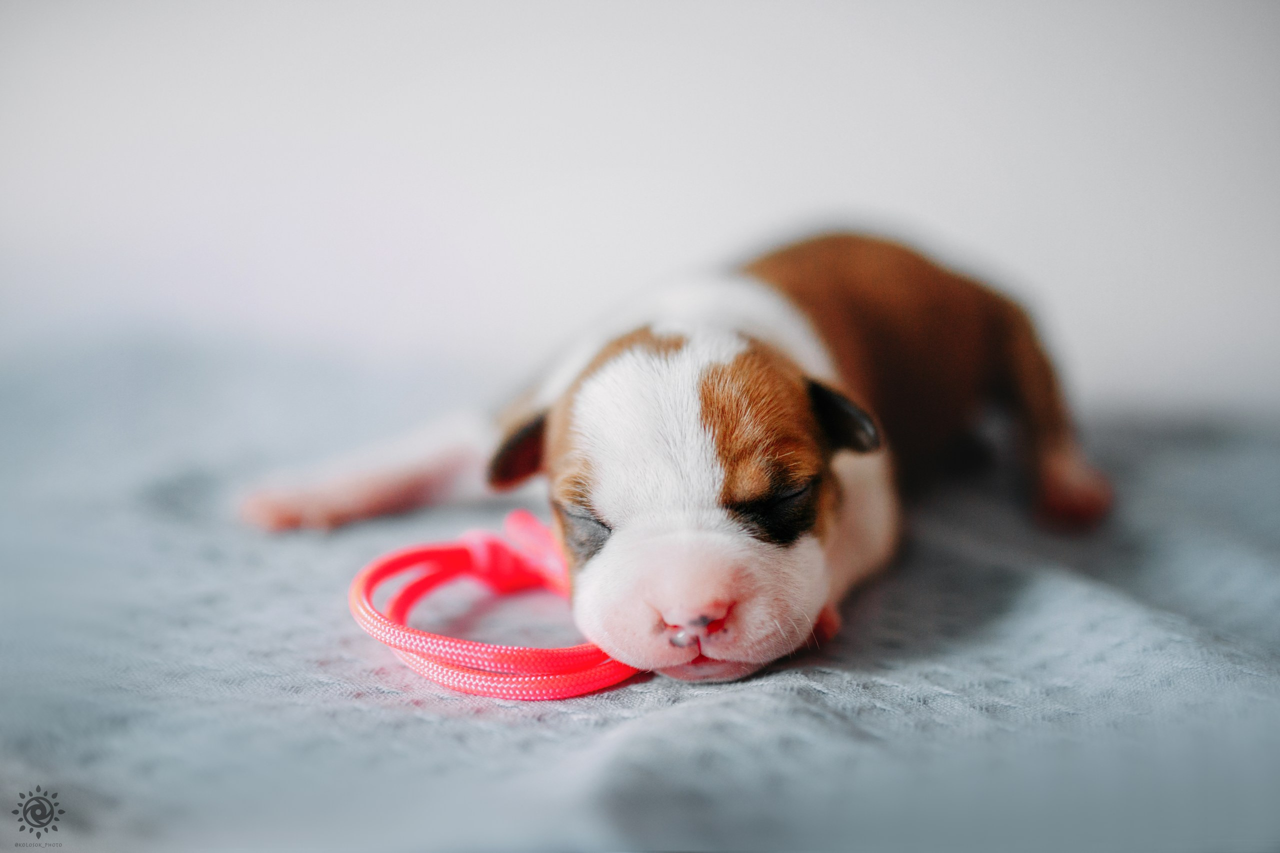 АСТ. Фотограф-анімаліст Київ