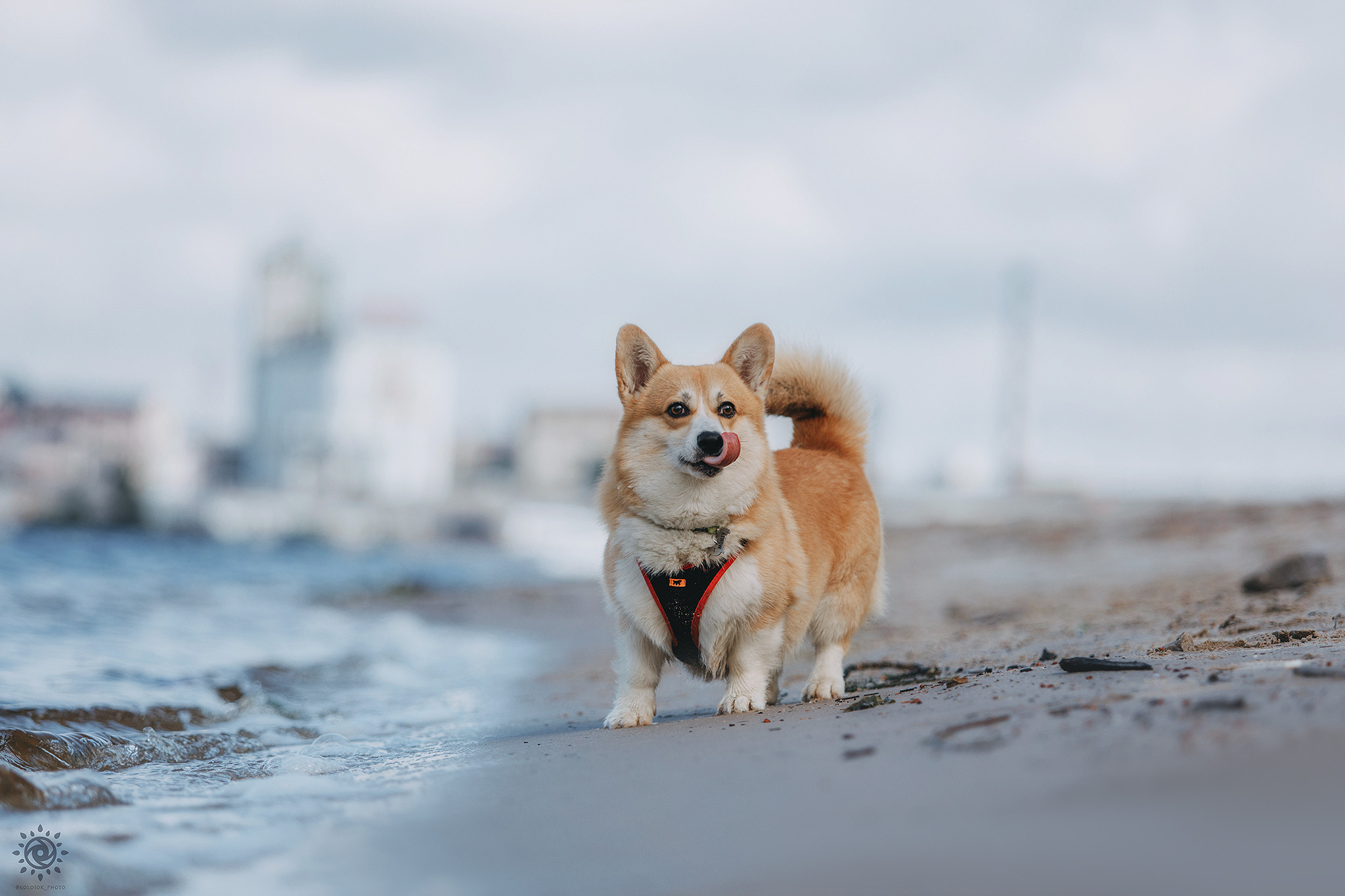 Родина Монті. Фотограф-анімаліст Київ