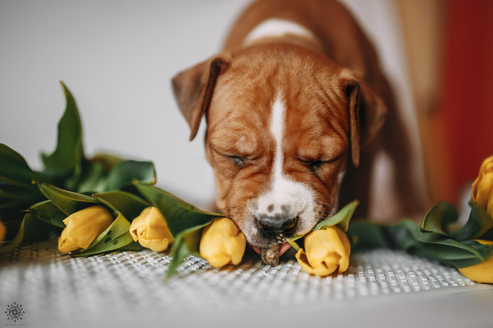АСТ. Фотограф-анімаліст Київ