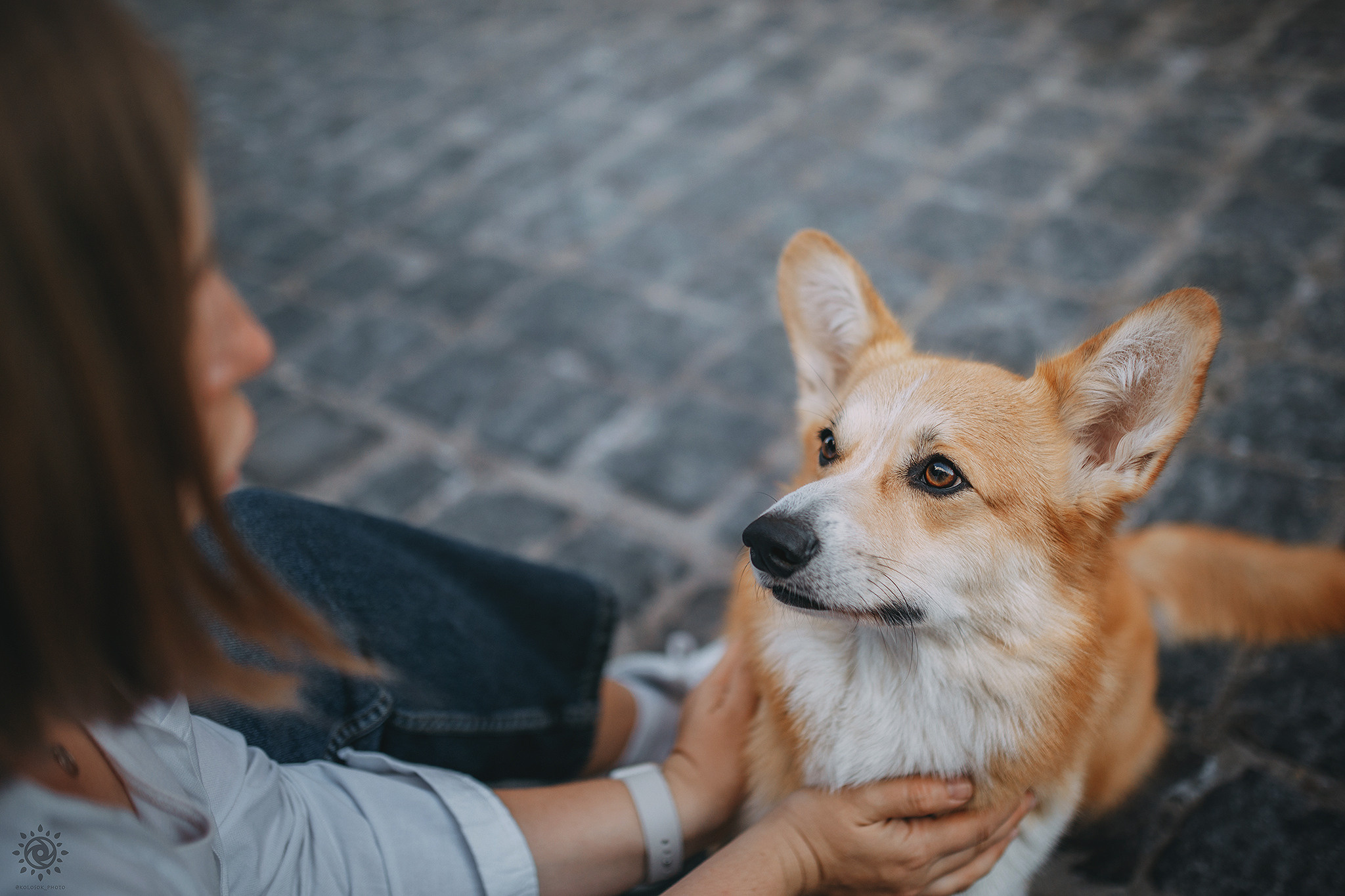 Родина Шерлока. Фотограф-анімаліст Київ