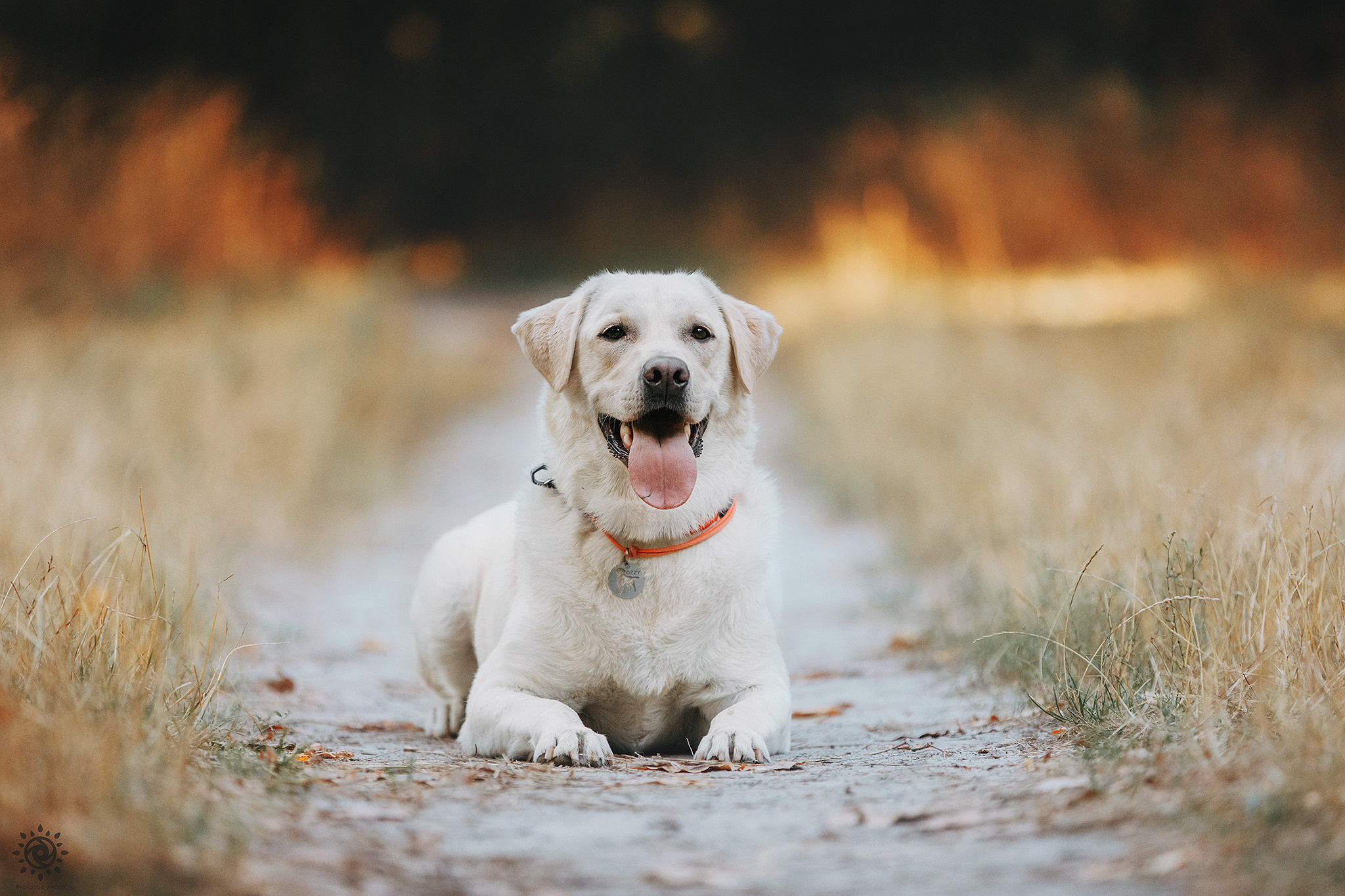 Родина Оззі. Фотограф-анімаліст Київ
