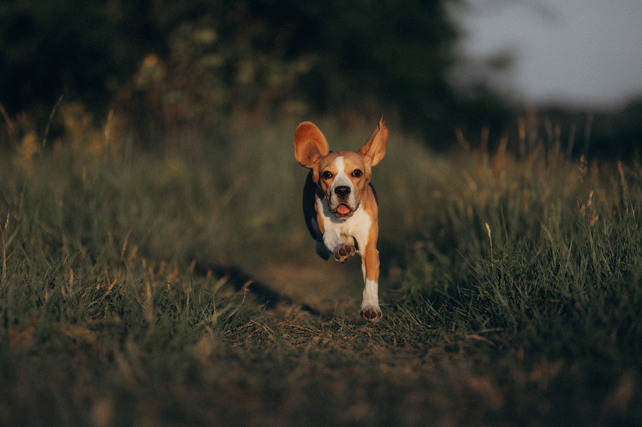 Родина Рей. Фотограф-анімаліст Київ