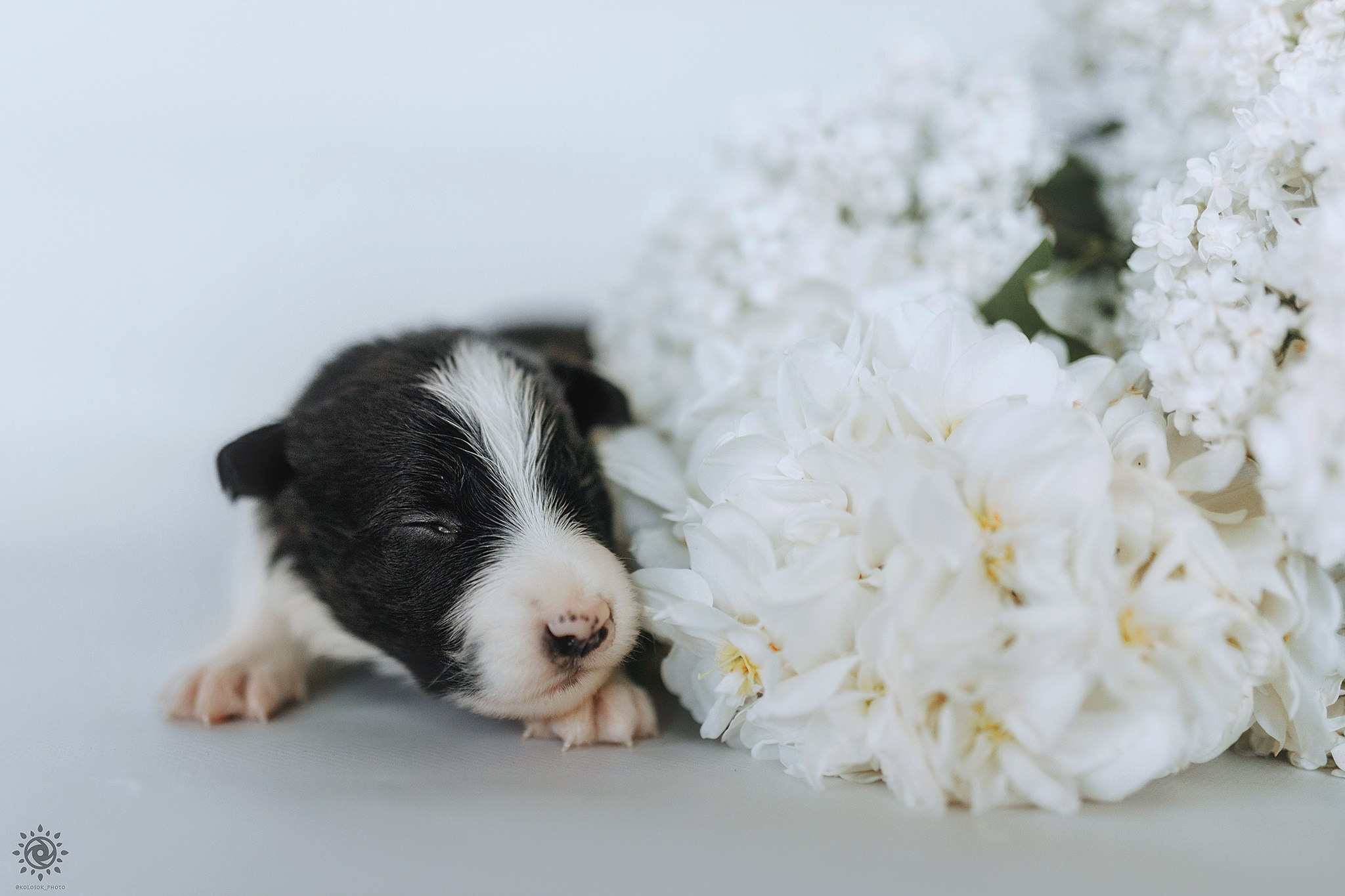 Бордер коллі. Фотограф-анімаліст Київ