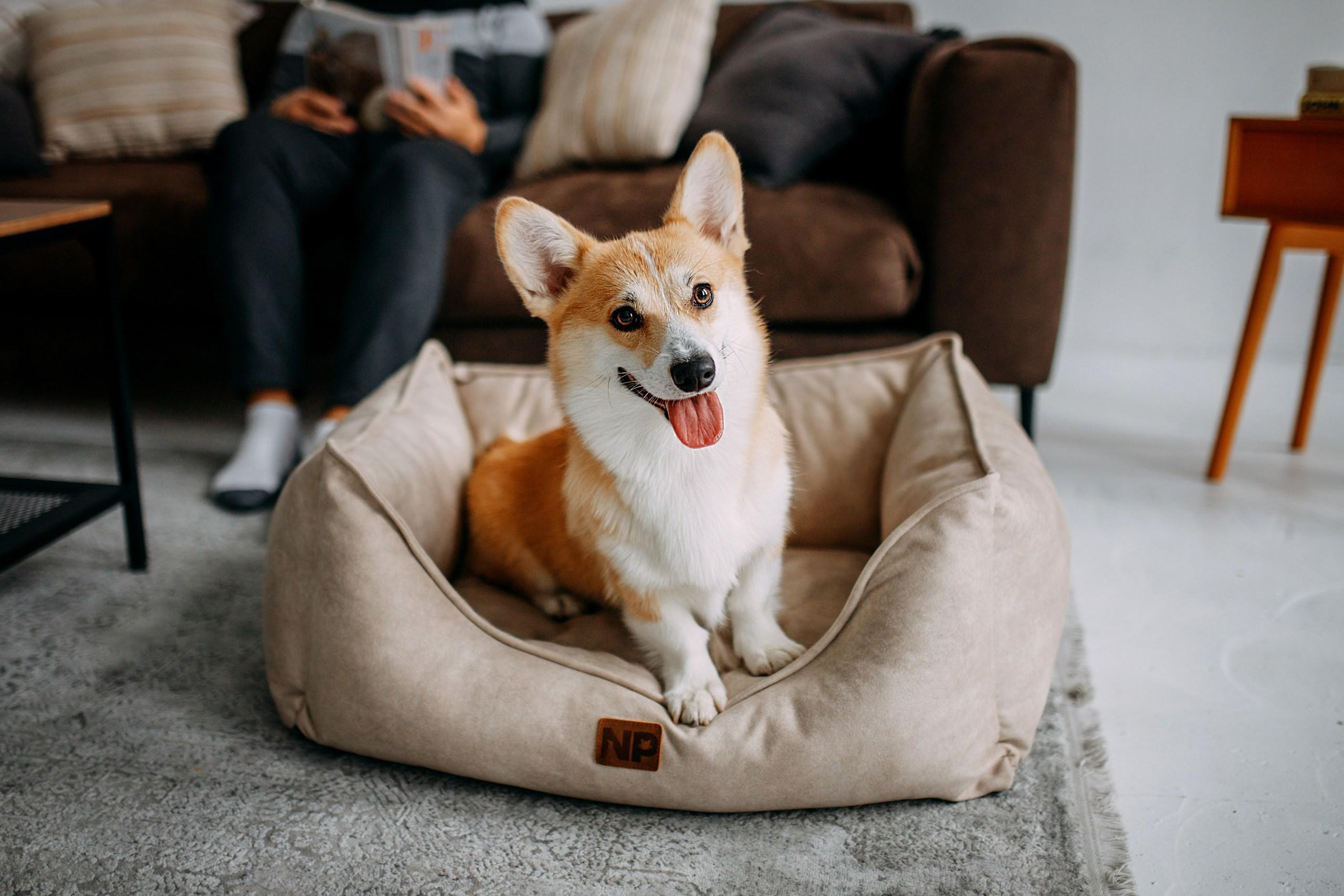 Noble Pet (зйомка лежанок). Фотограф-анімаліст Київ