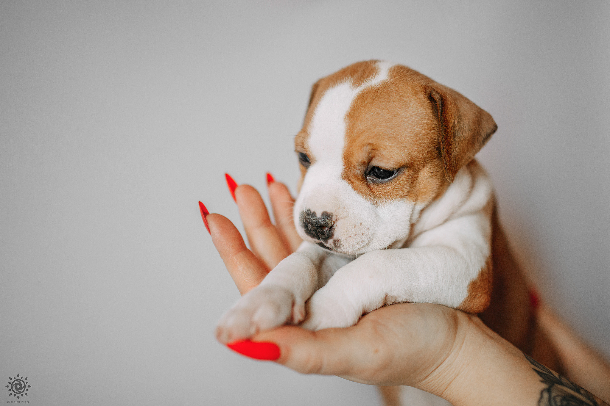 АСТ. Фотограф-анімаліст Київ