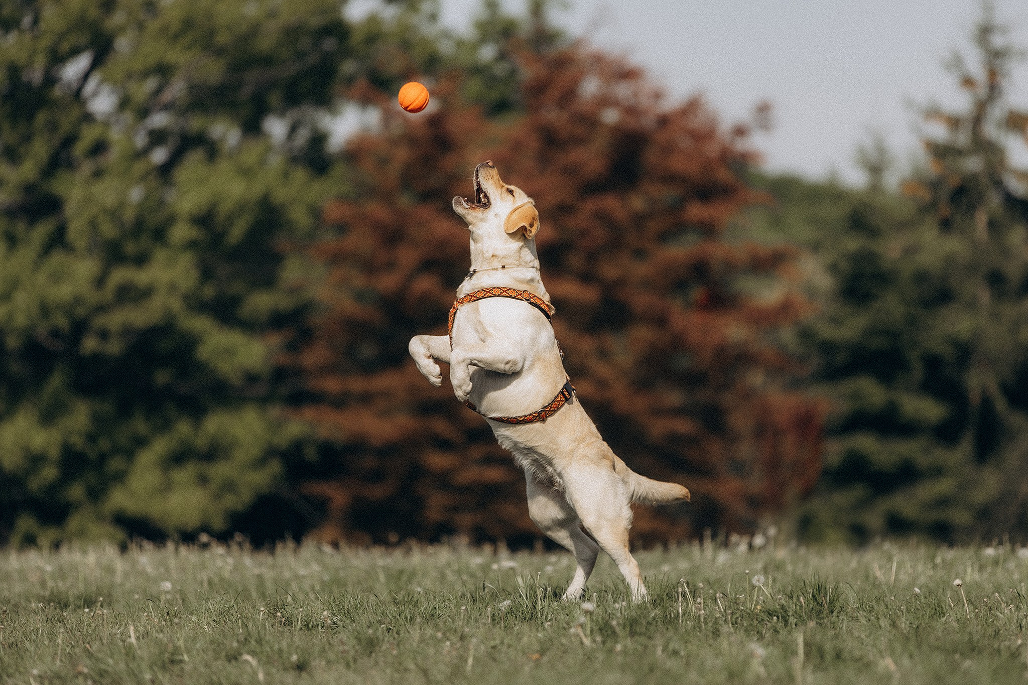 Родина Луни. Фотограф-анімаліст Київ