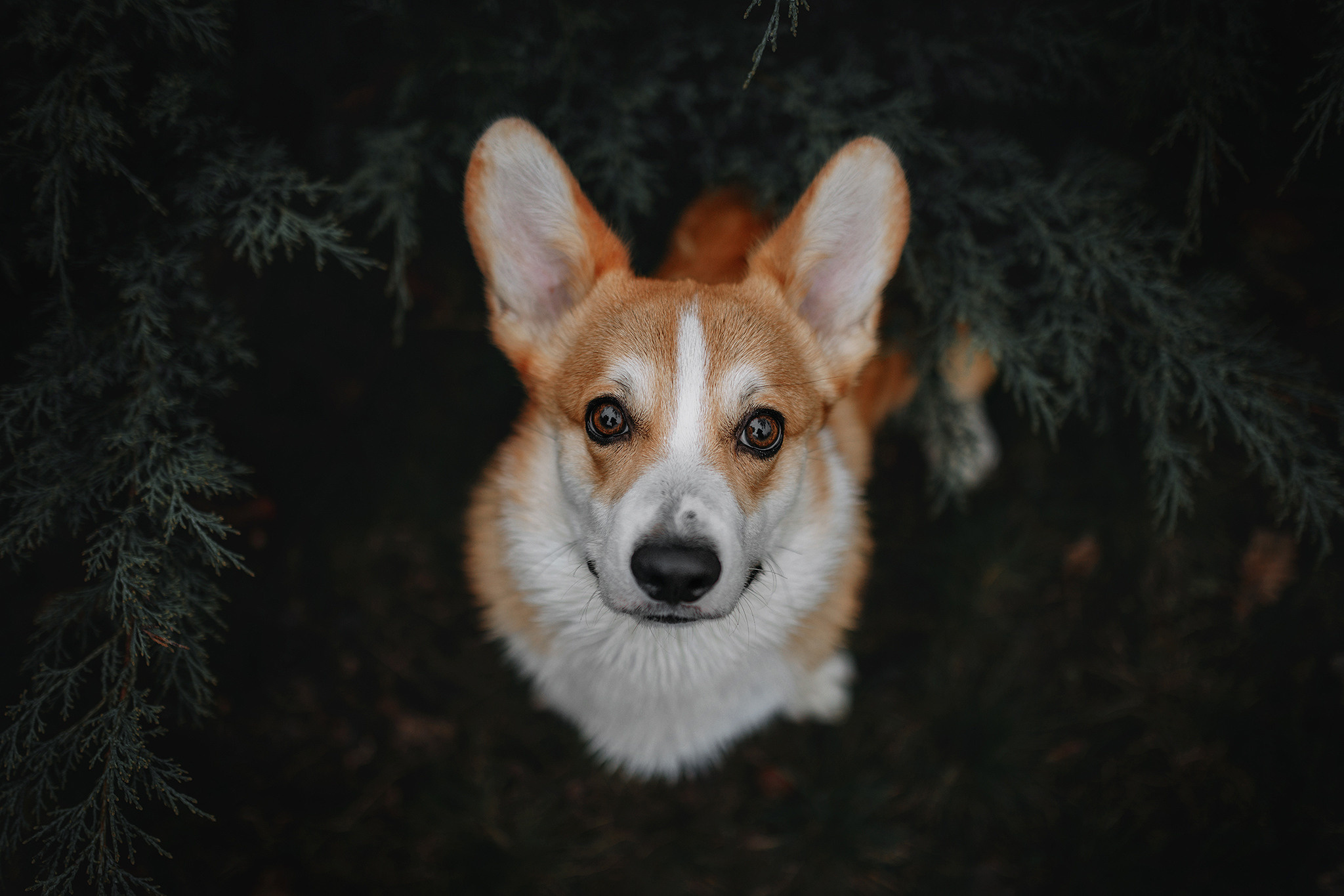 Родина Оскара. Фотограф-анімаліст Київ
