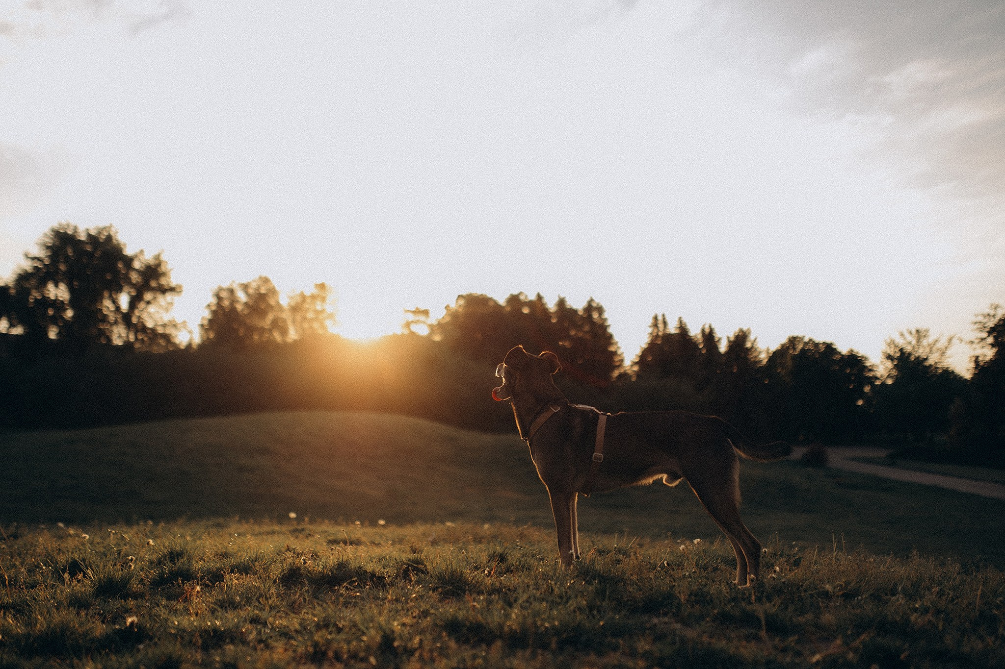 Фінік та Еля. Фотограф-анімаліст Київ