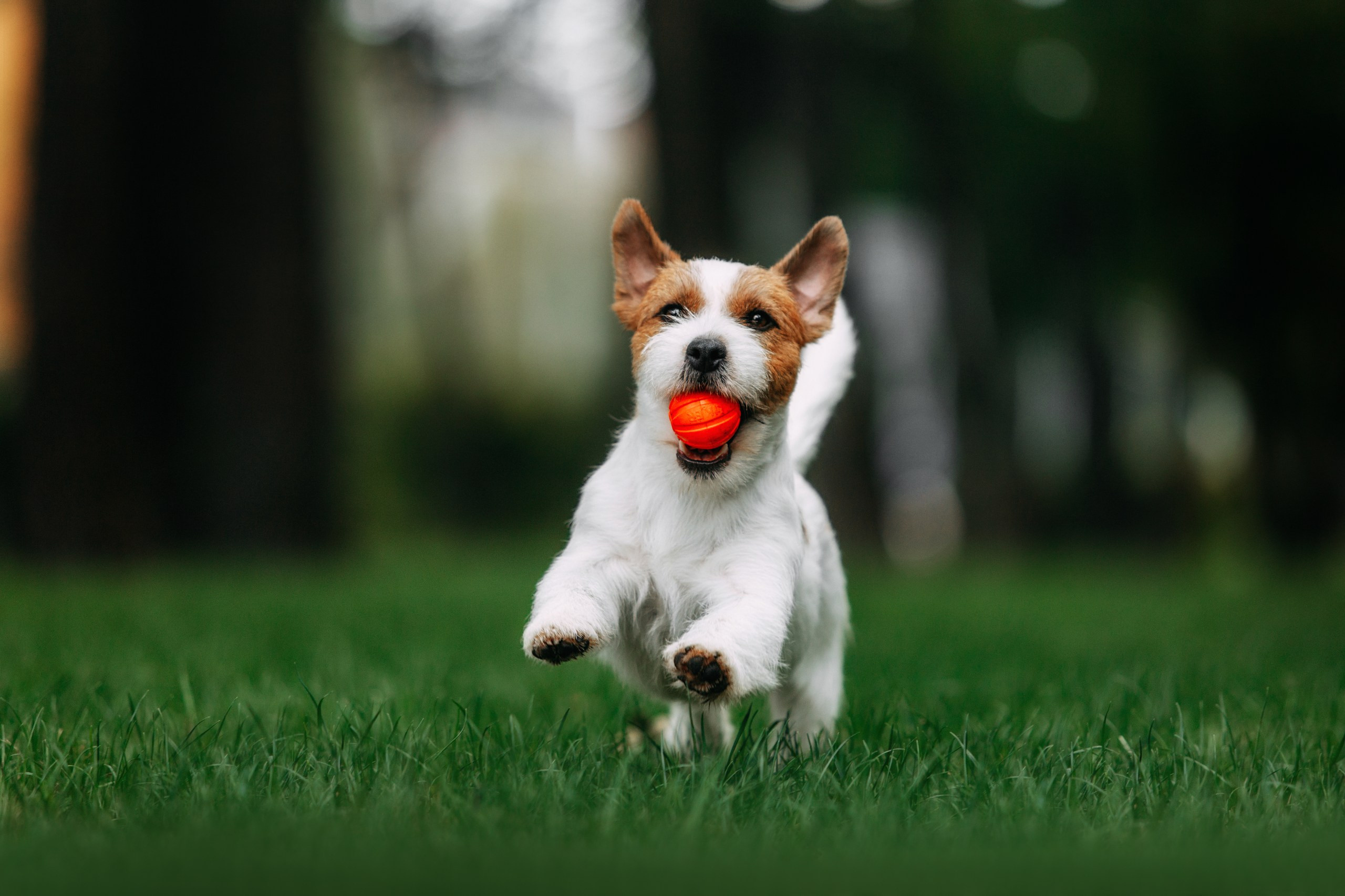 Тіт. Фотограф-анімаліст Київ