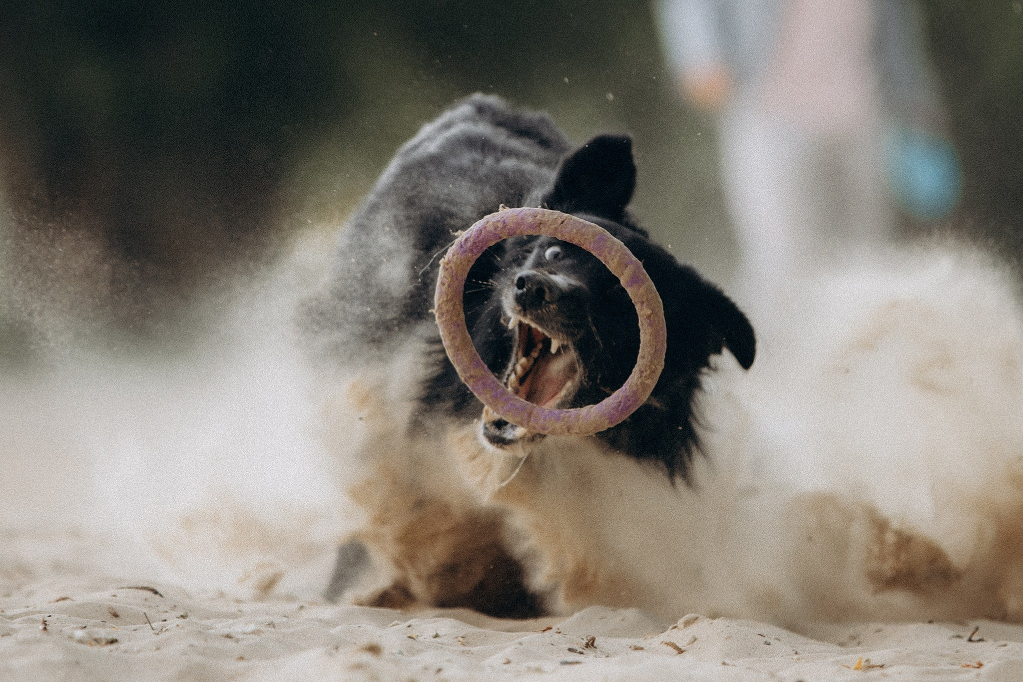 Інна та Макс з хлопцями. Фотограф-анімаліст Київ