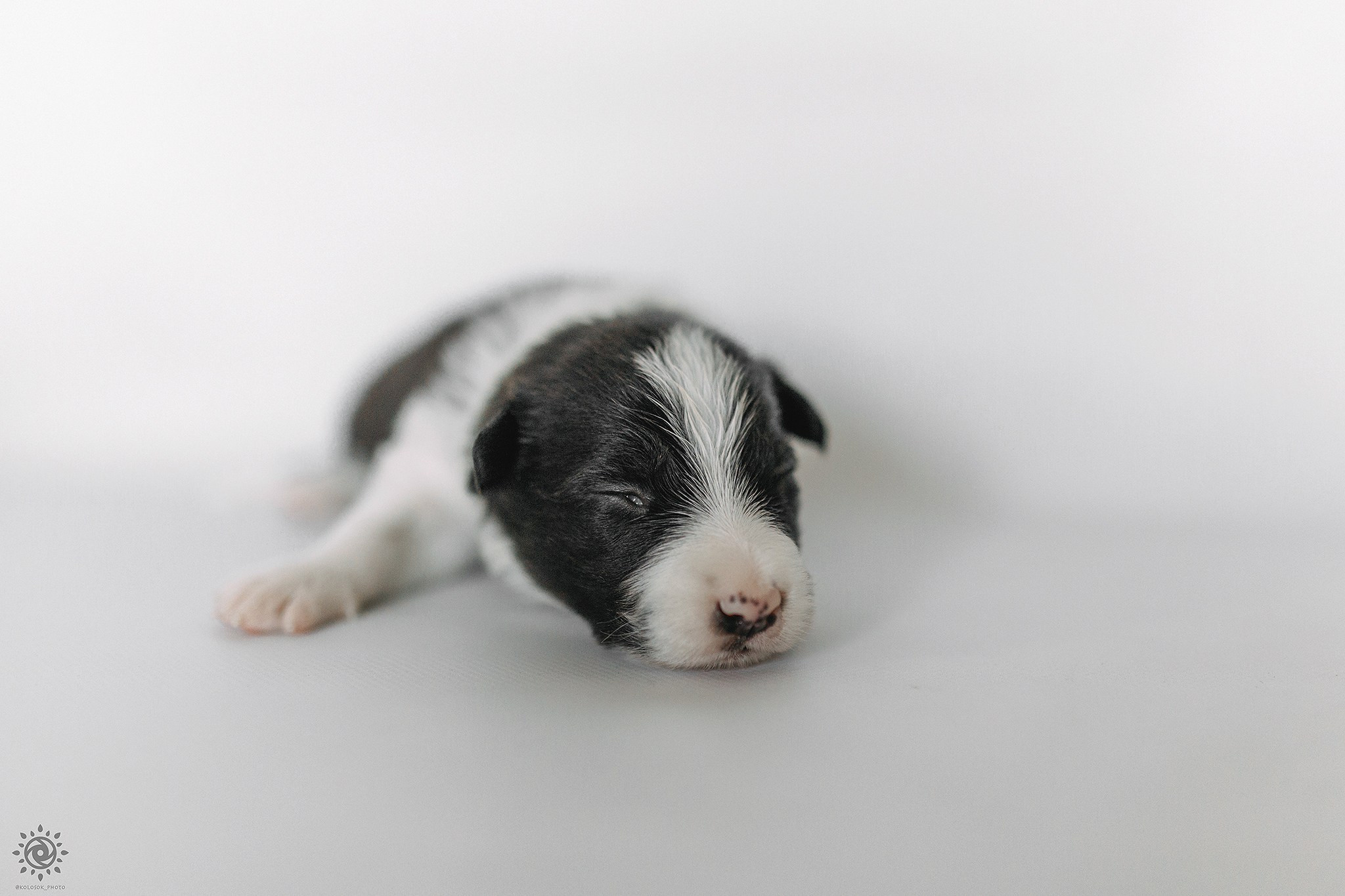 Бордер коллі. Фотограф-анімаліст Київ