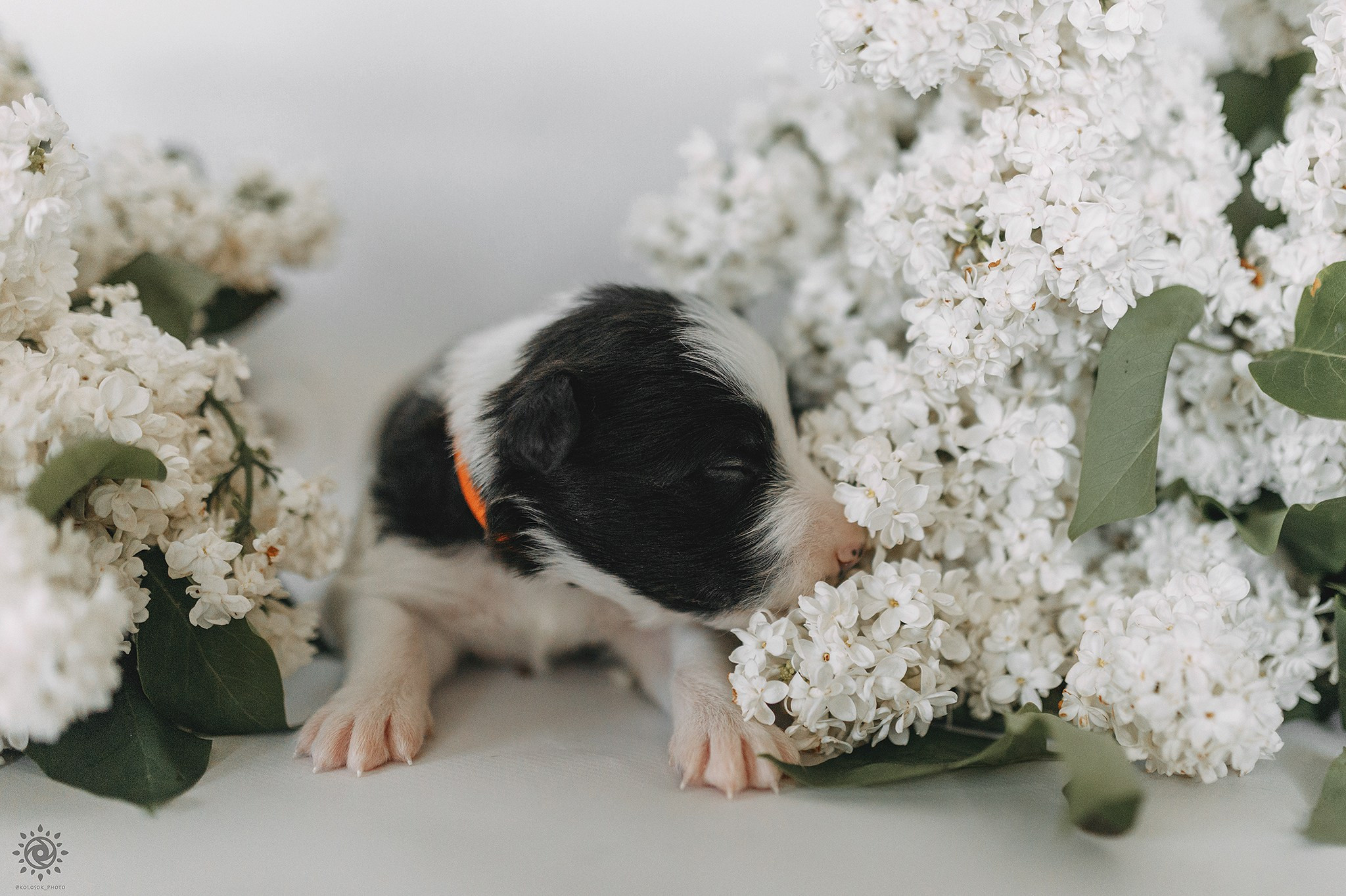 Бордер коллі. Фотограф-анімаліст Київ