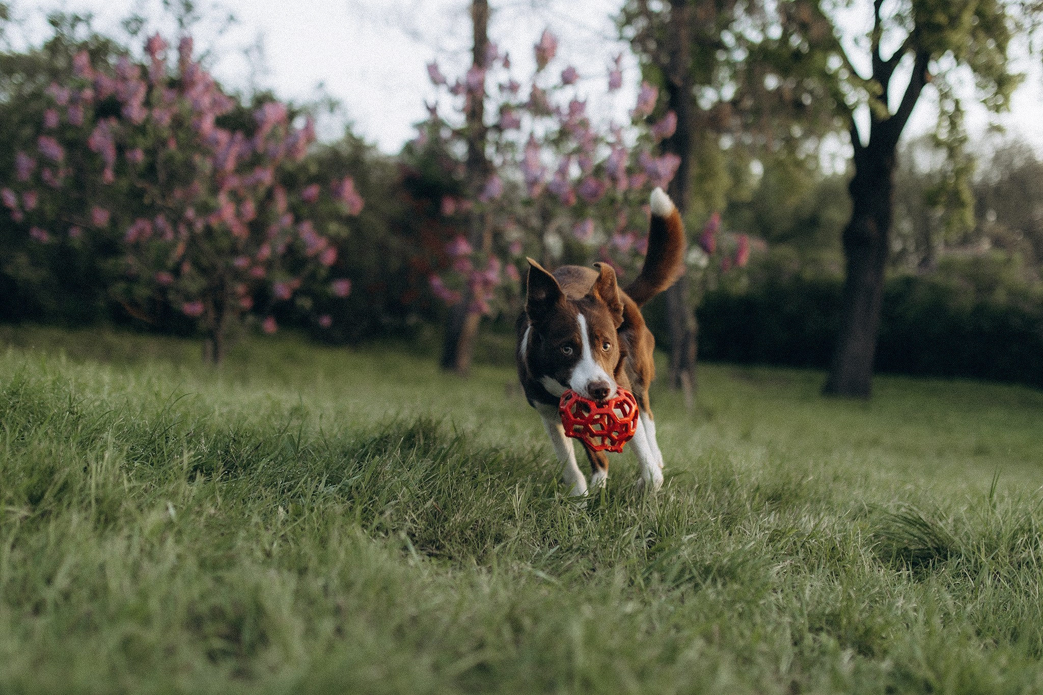Лінч з Ма. Фотограф-анімаліст Київ