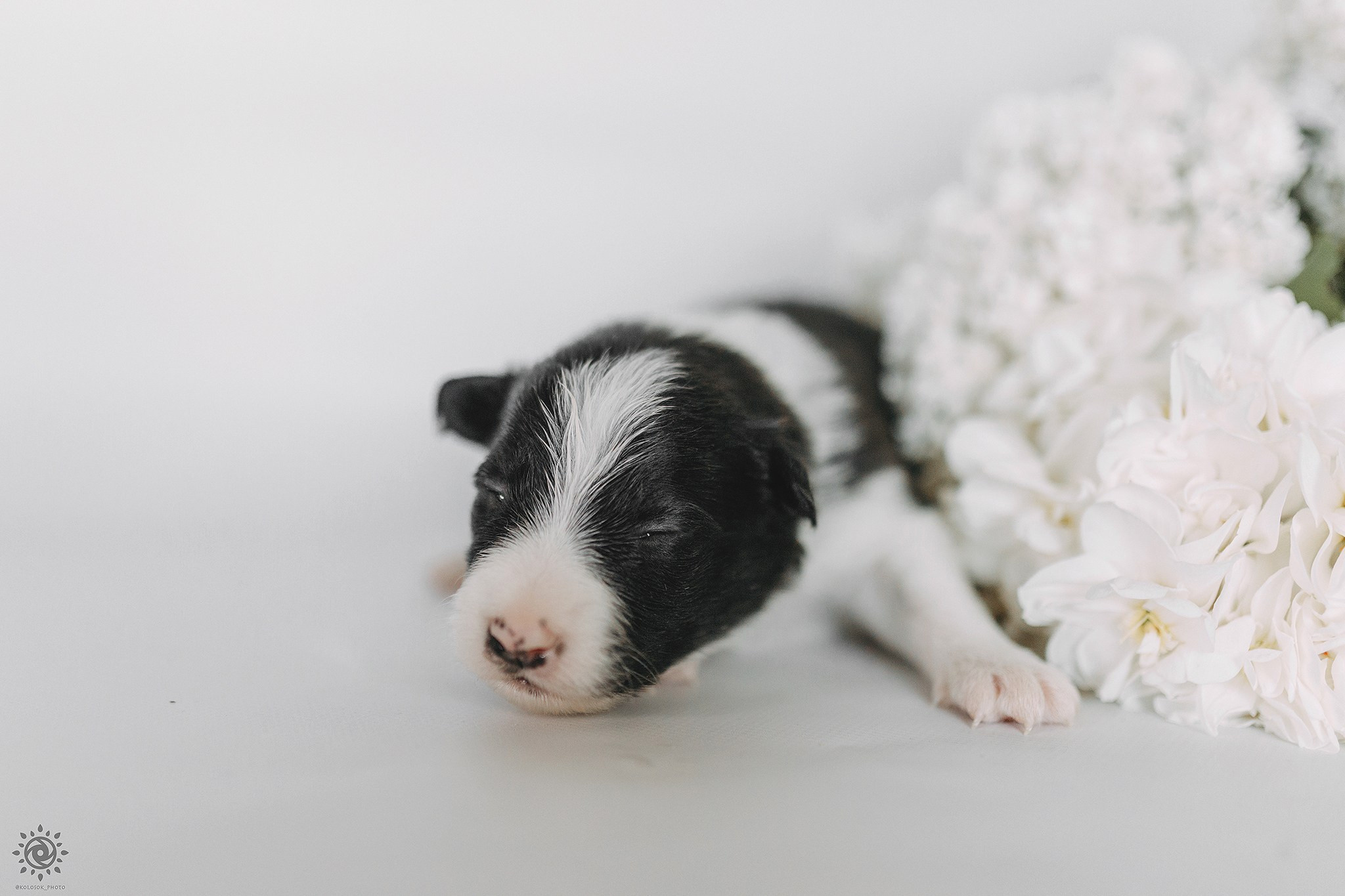 Бордер коллі. Фотограф-анімаліст Київ