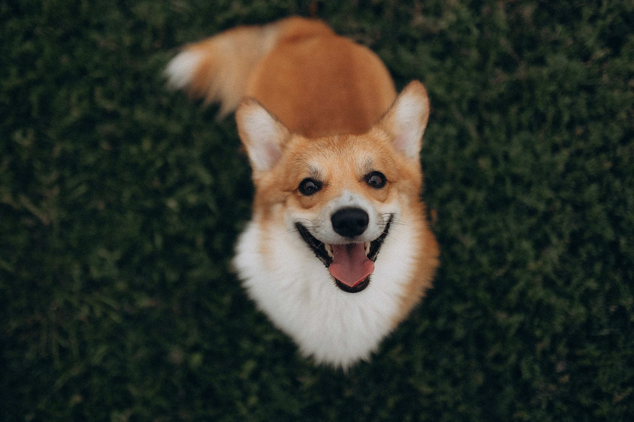 Руді та Ксюша. Фотограф-анімаліст Київ