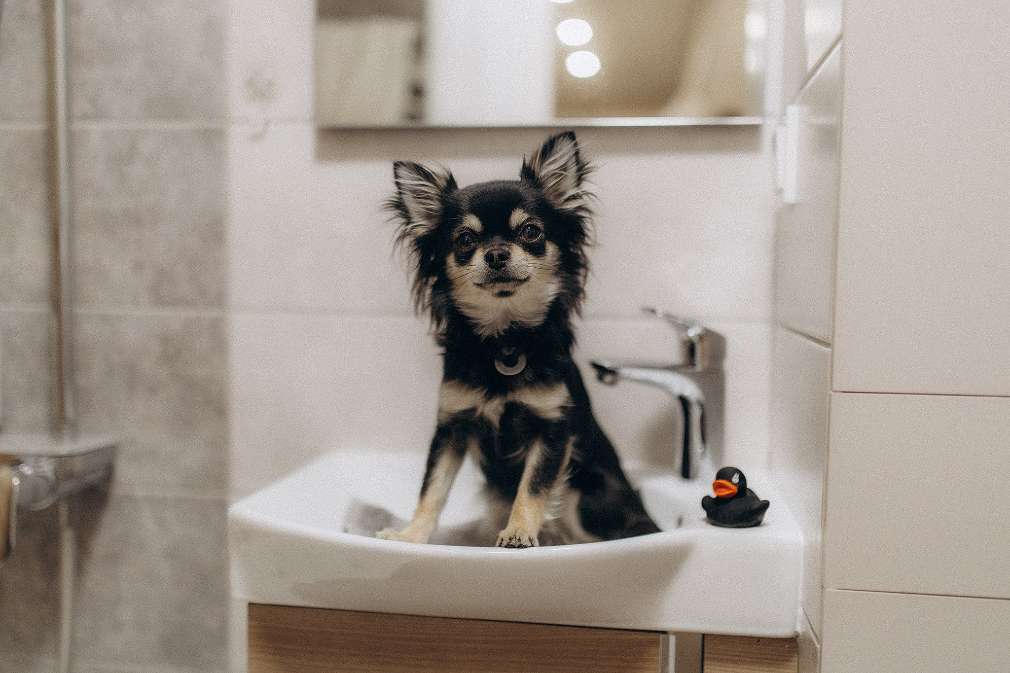 Теса і Кімі з Ма. Фотограф-анімаліст Київ