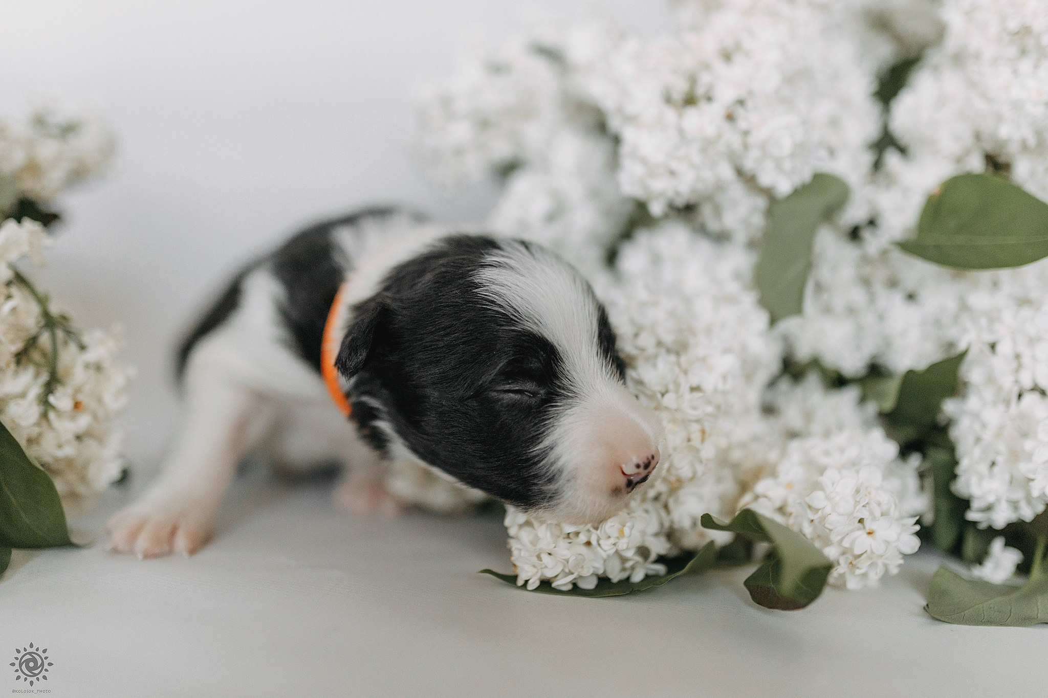 Бордер коллі. Фотограф-анімаліст Київ