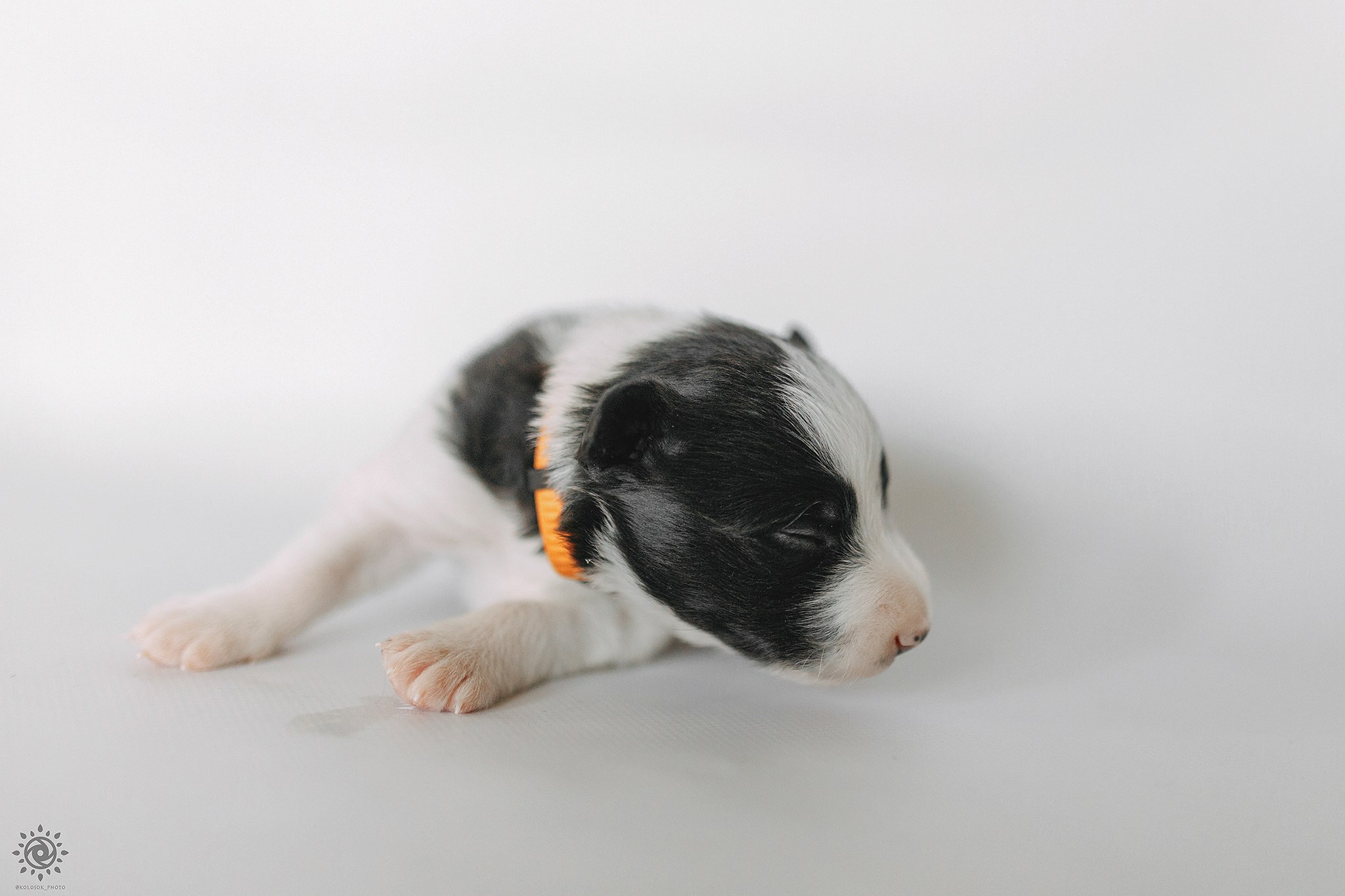 Бордер коллі. Фотограф-анімаліст Київ