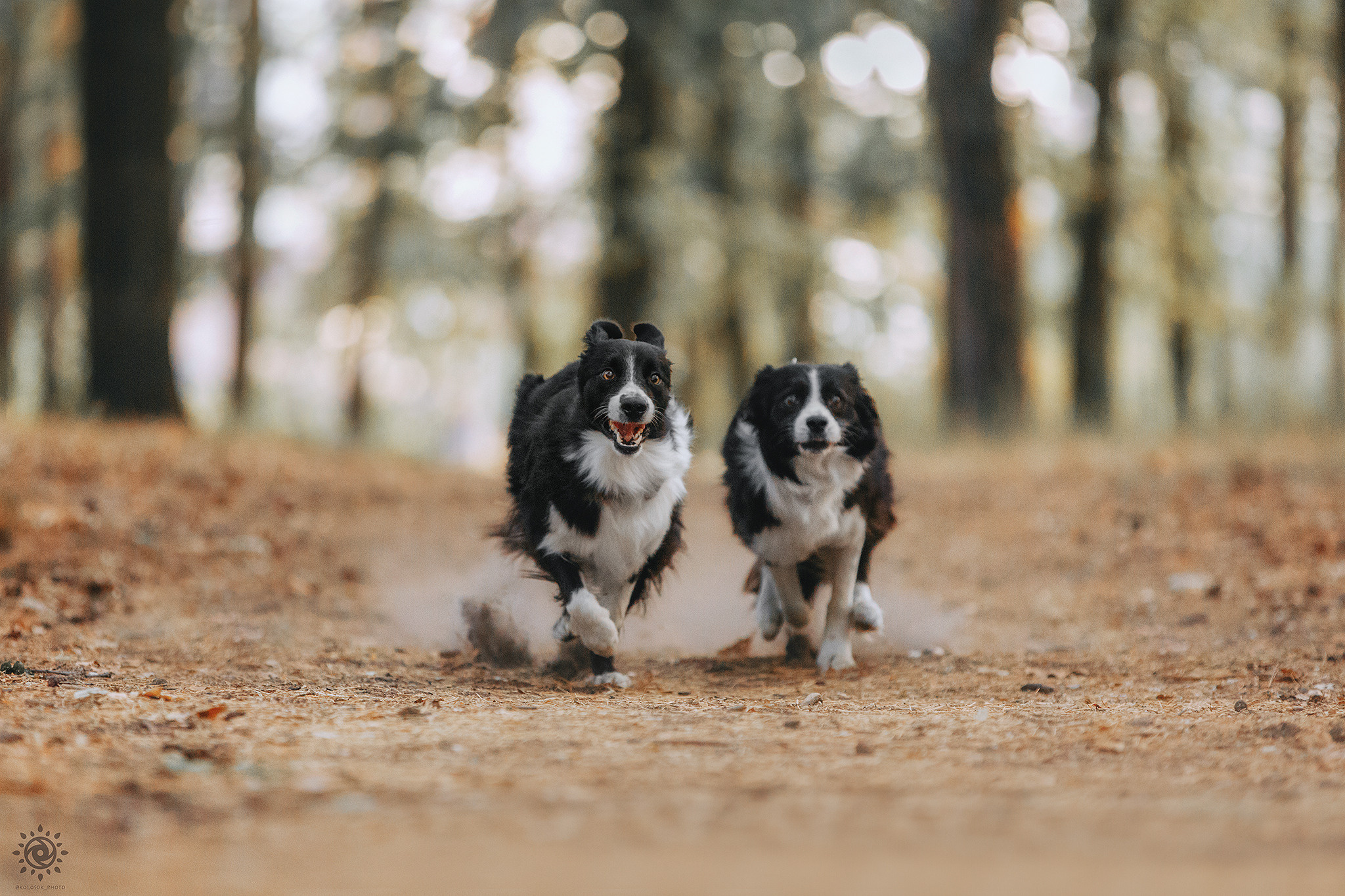 Родина Фори та Вічі. Фотограф-анімаліст Київ