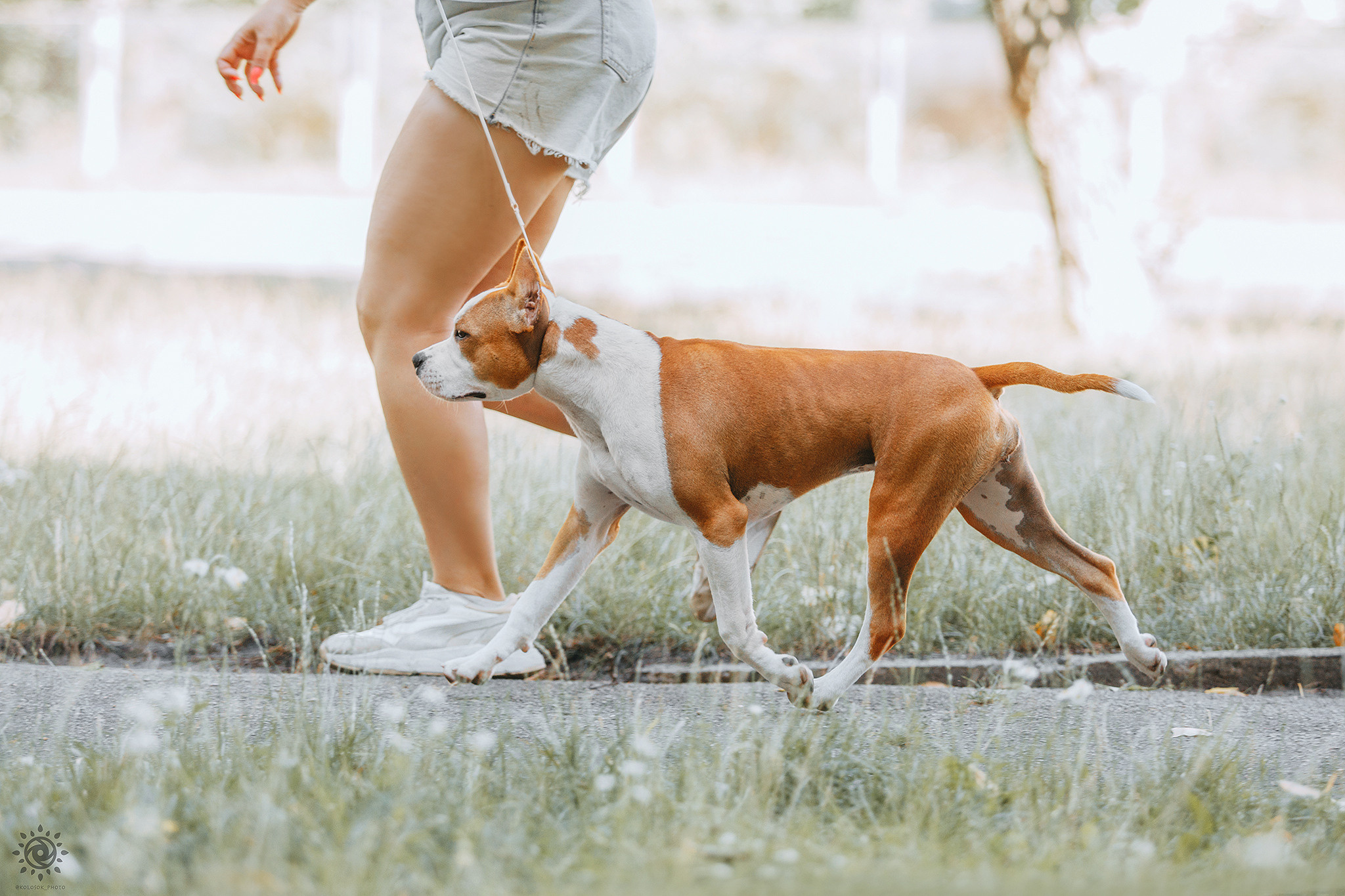 Вінні. Фотограф-анімаліст Київ