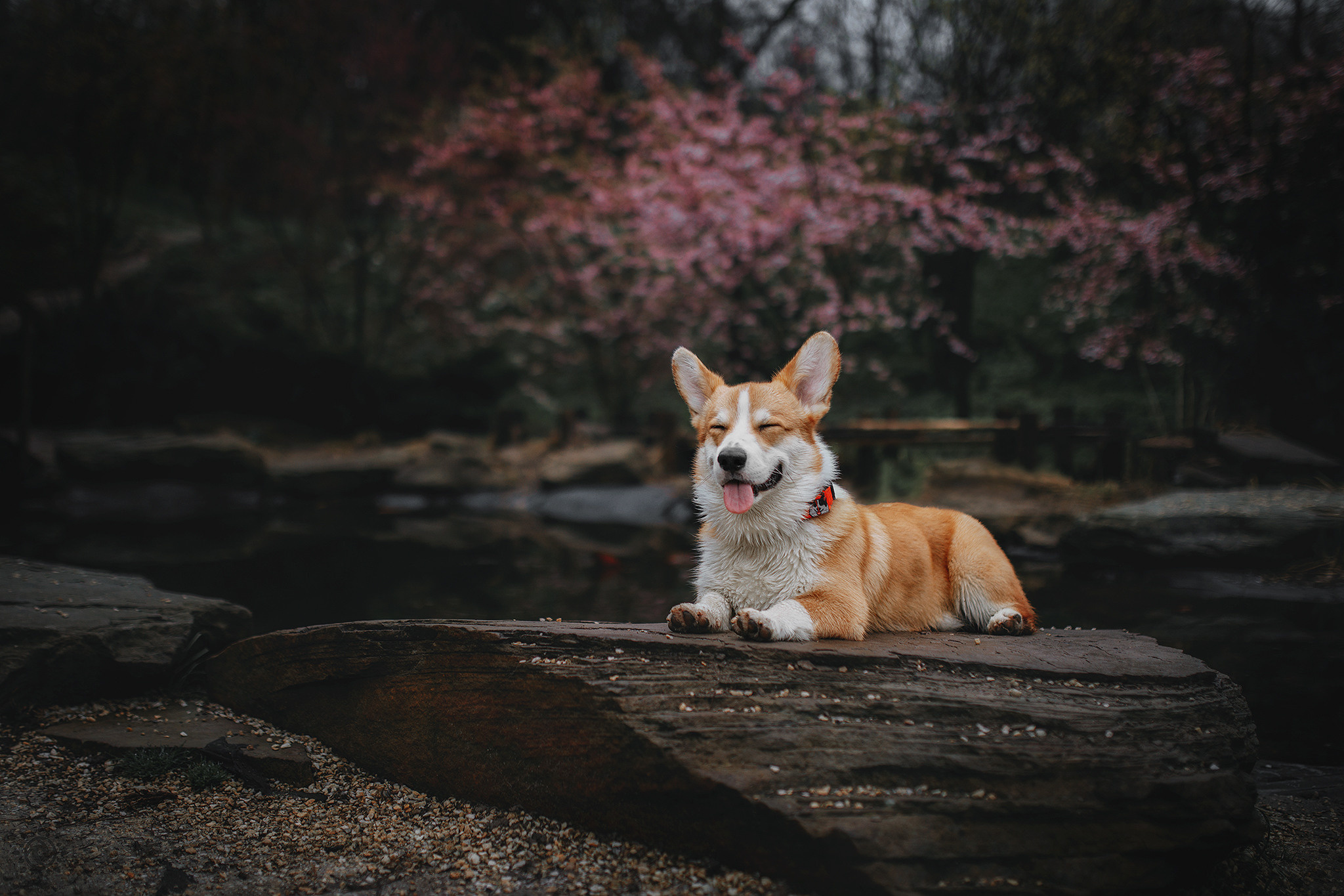 Родина Оскара. Фотограф-анімаліст Київ