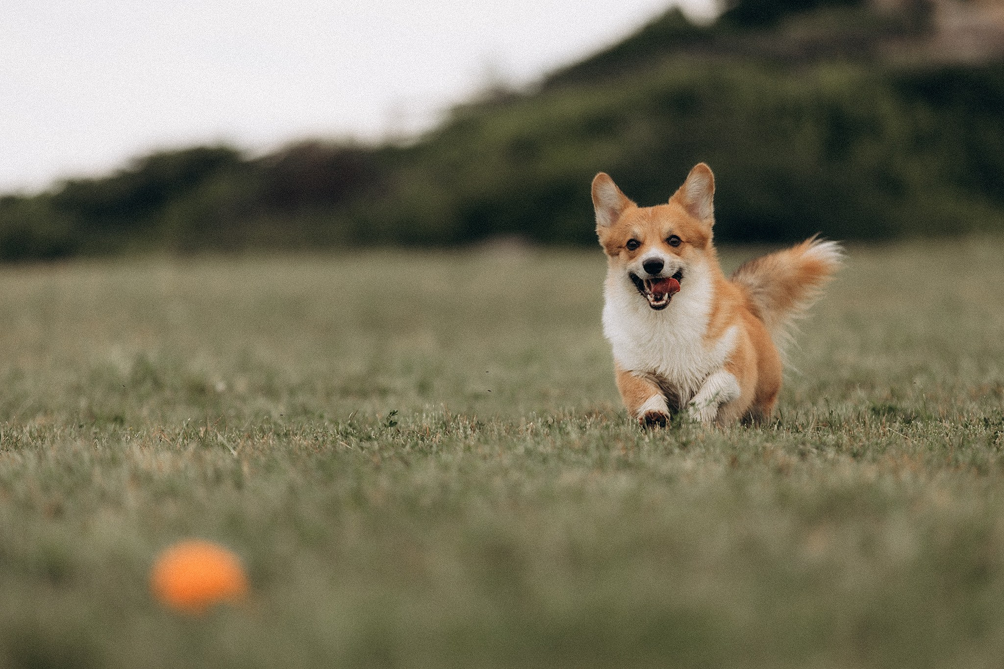 Руді та Ксюша. Фотограф-анімаліст Київ