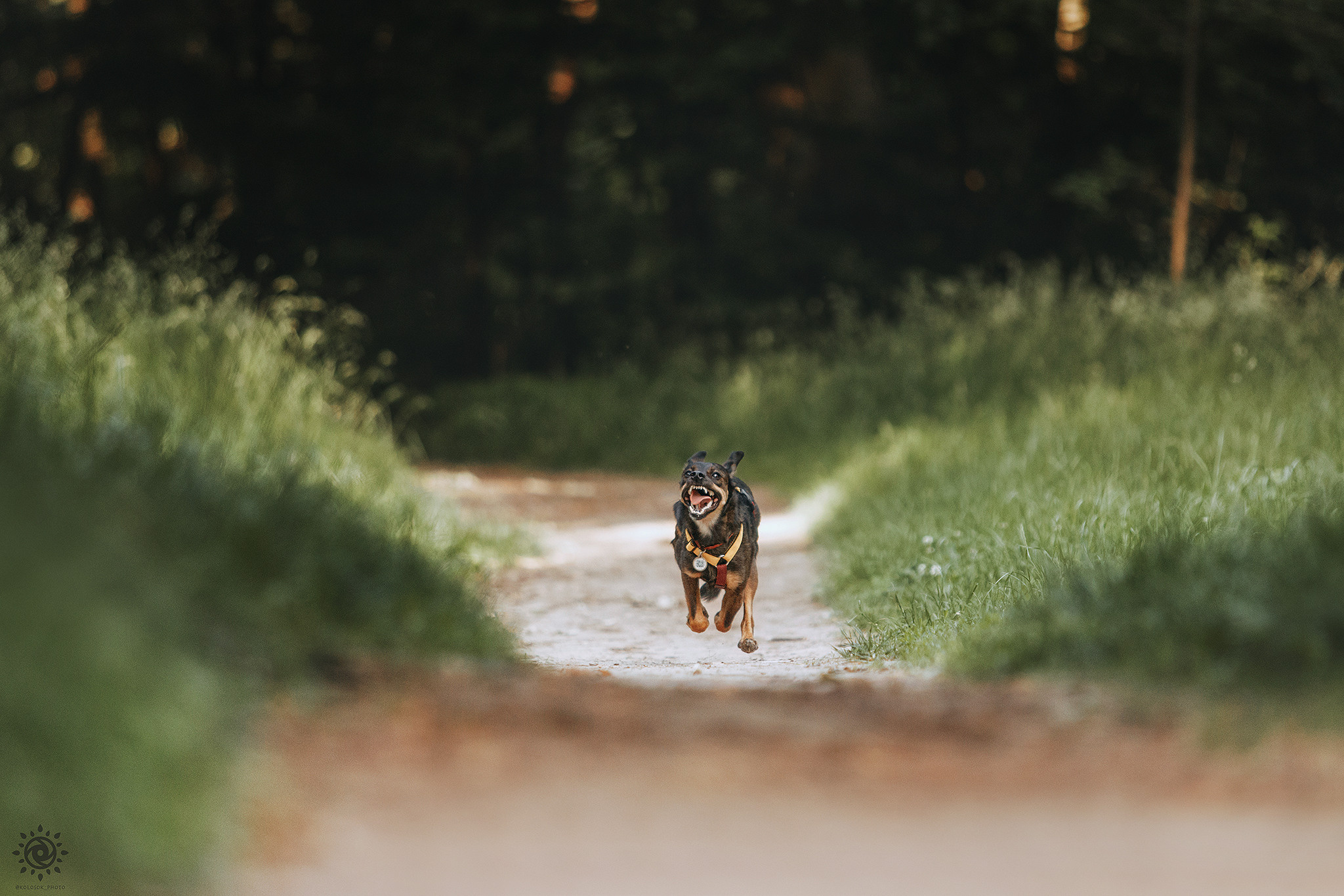 Родина Оливки. Фотограф-анімаліст Київ
