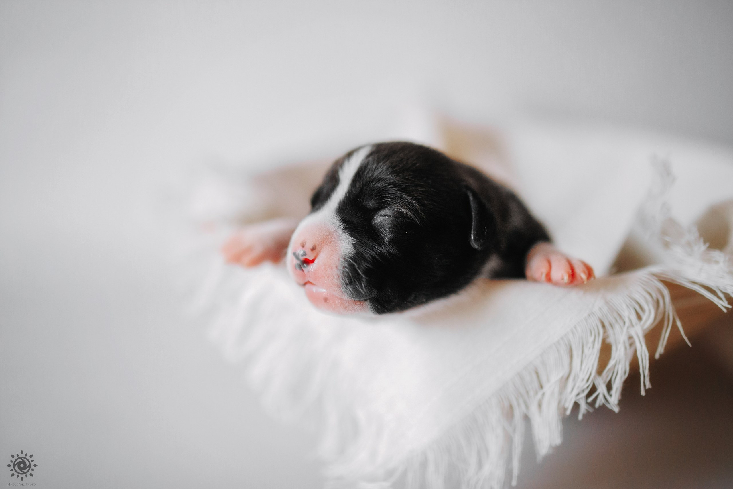 АСТ. Фотограф-анімаліст Київ