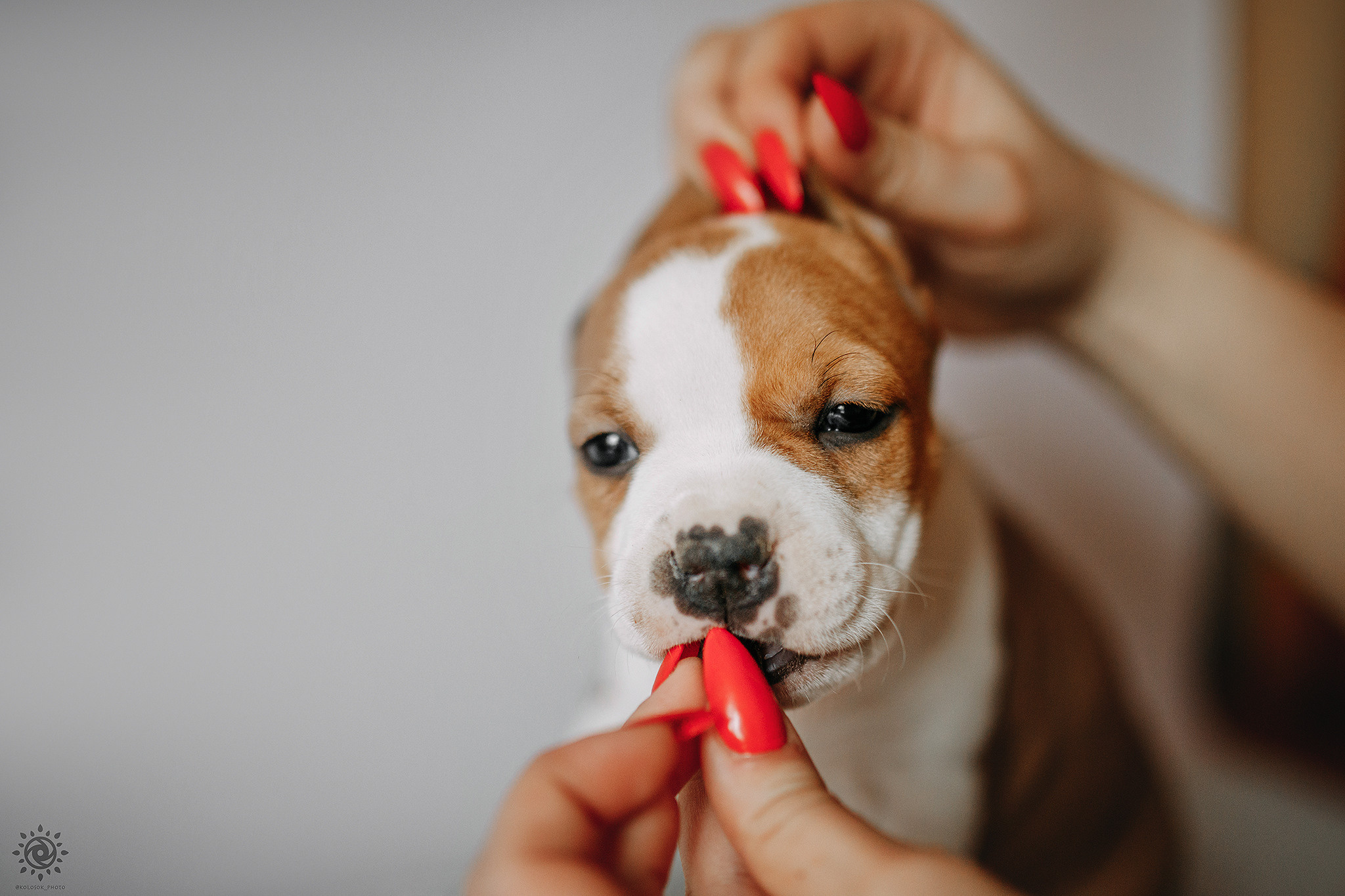АСТ. Фотограф-анімаліст Київ