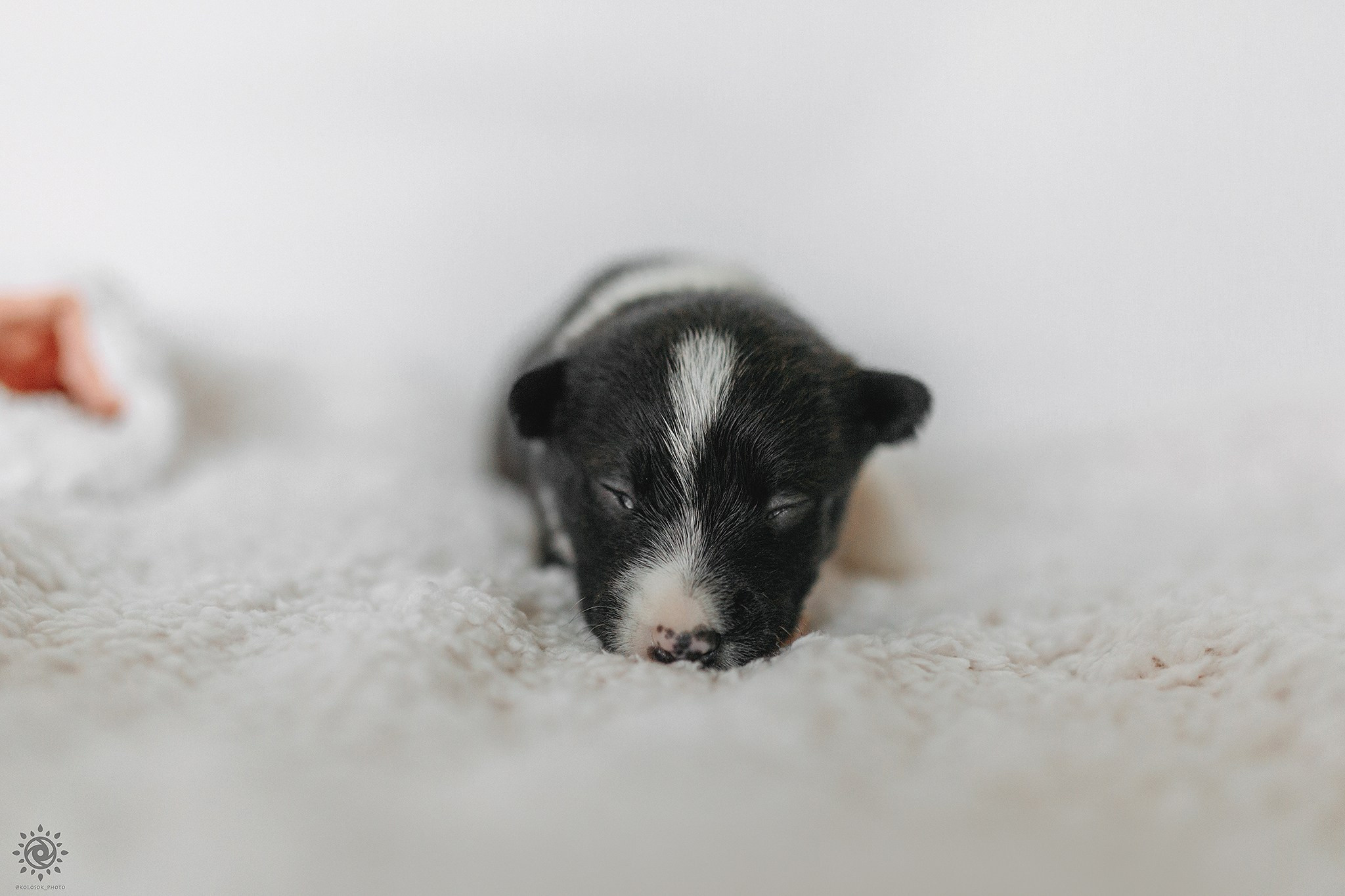 Бордер коллі. Фотограф-анімаліст Київ