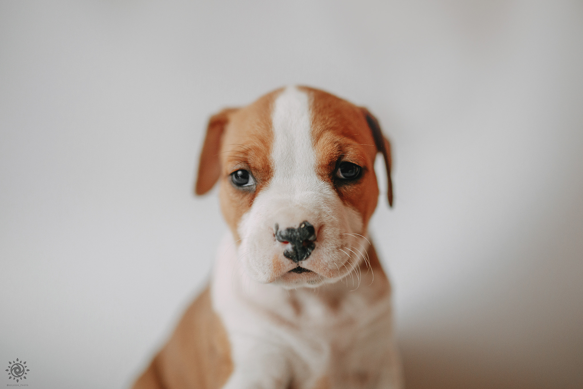 АСТ. Фотограф-анімаліст Київ