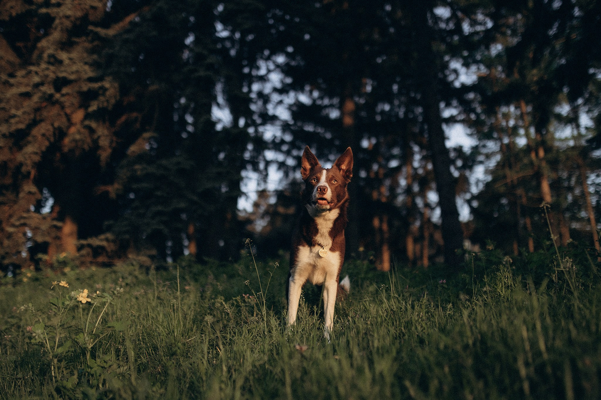 Лінч з Ма. Фотограф-анімаліст Київ