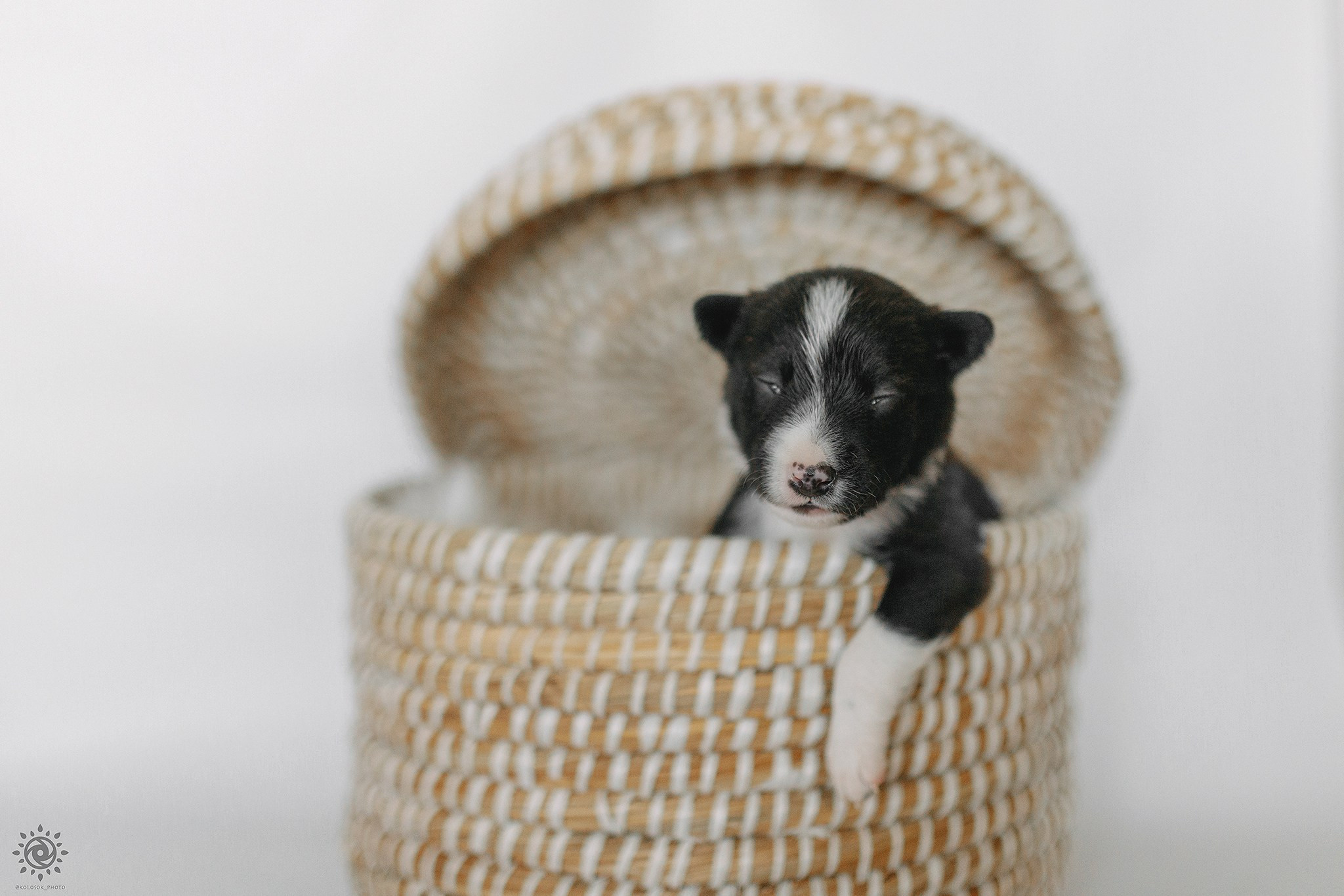 Бордер коллі. Фотограф-анімаліст Київ