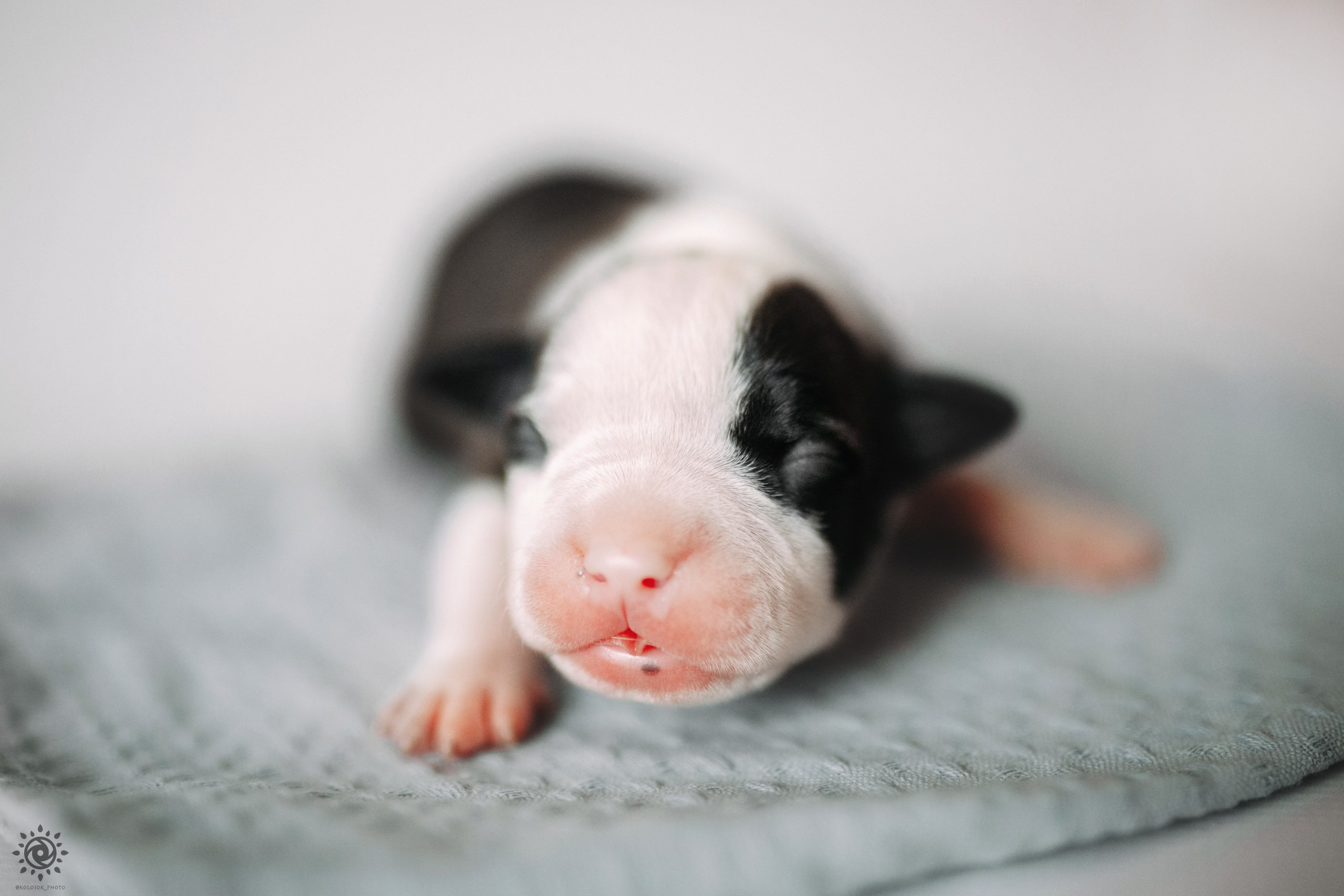 АСТ. Фотограф-анімаліст Київ