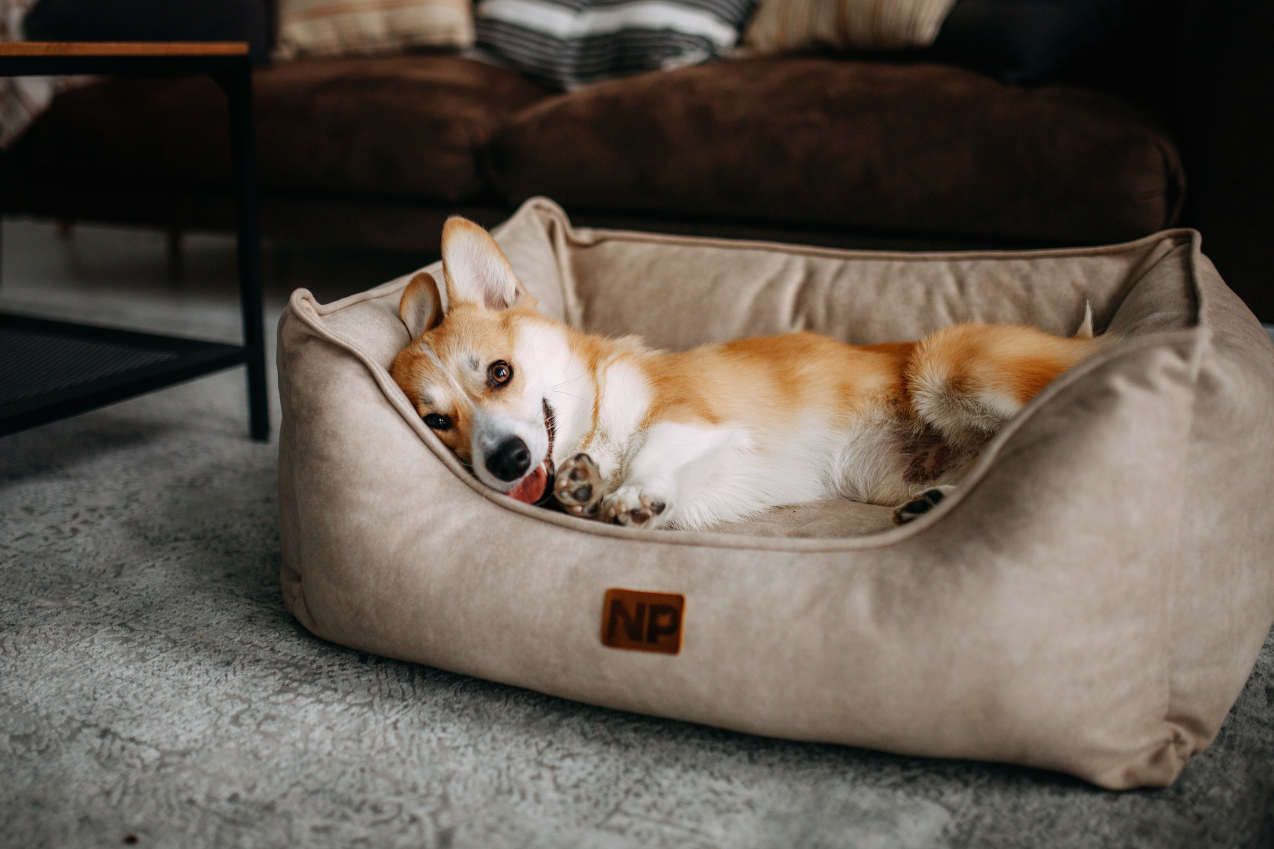 Noble Pet (зйомка лежанок). Фотограф-анімаліст Київ