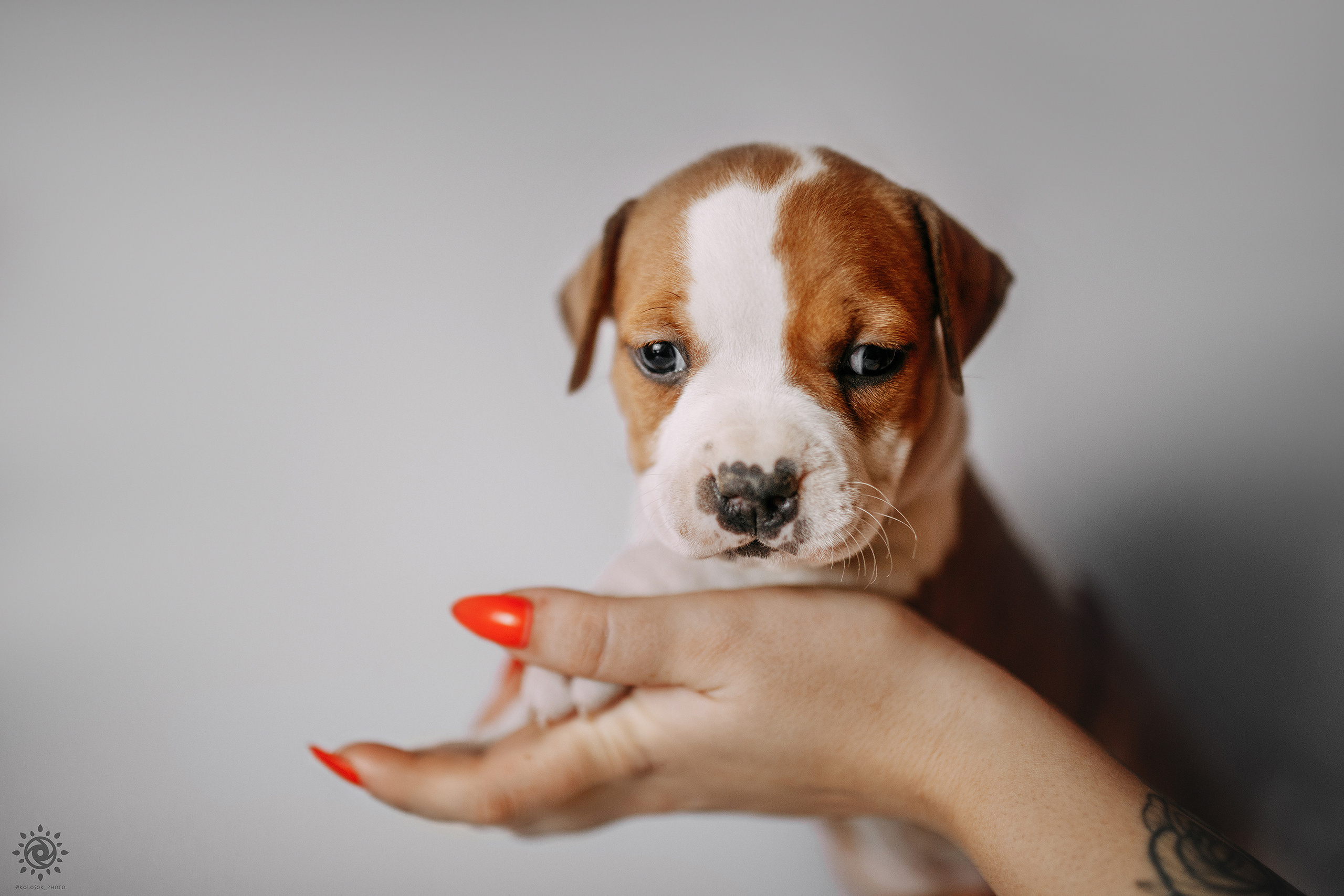 АСТ. Фотограф-анімаліст Київ