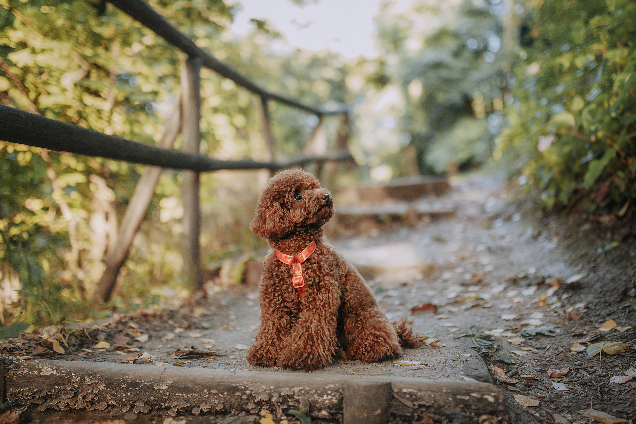 Родина Сьюзі. Фотограф-анімаліст Київ