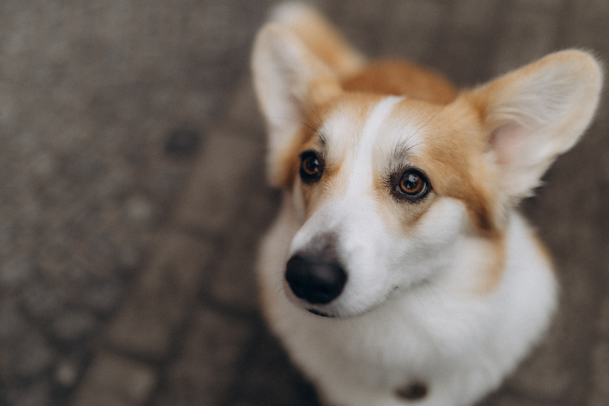 Карамелі 2 роки. Фотограф-анімаліст Київ