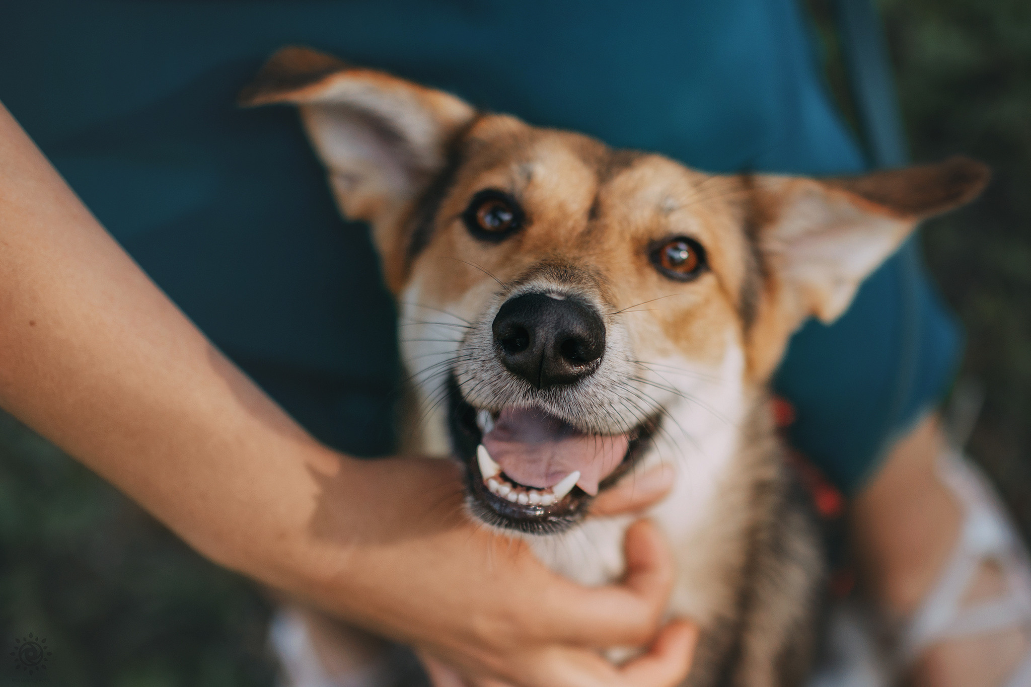 Родина Щастя. Фотограф-анімаліст Київ