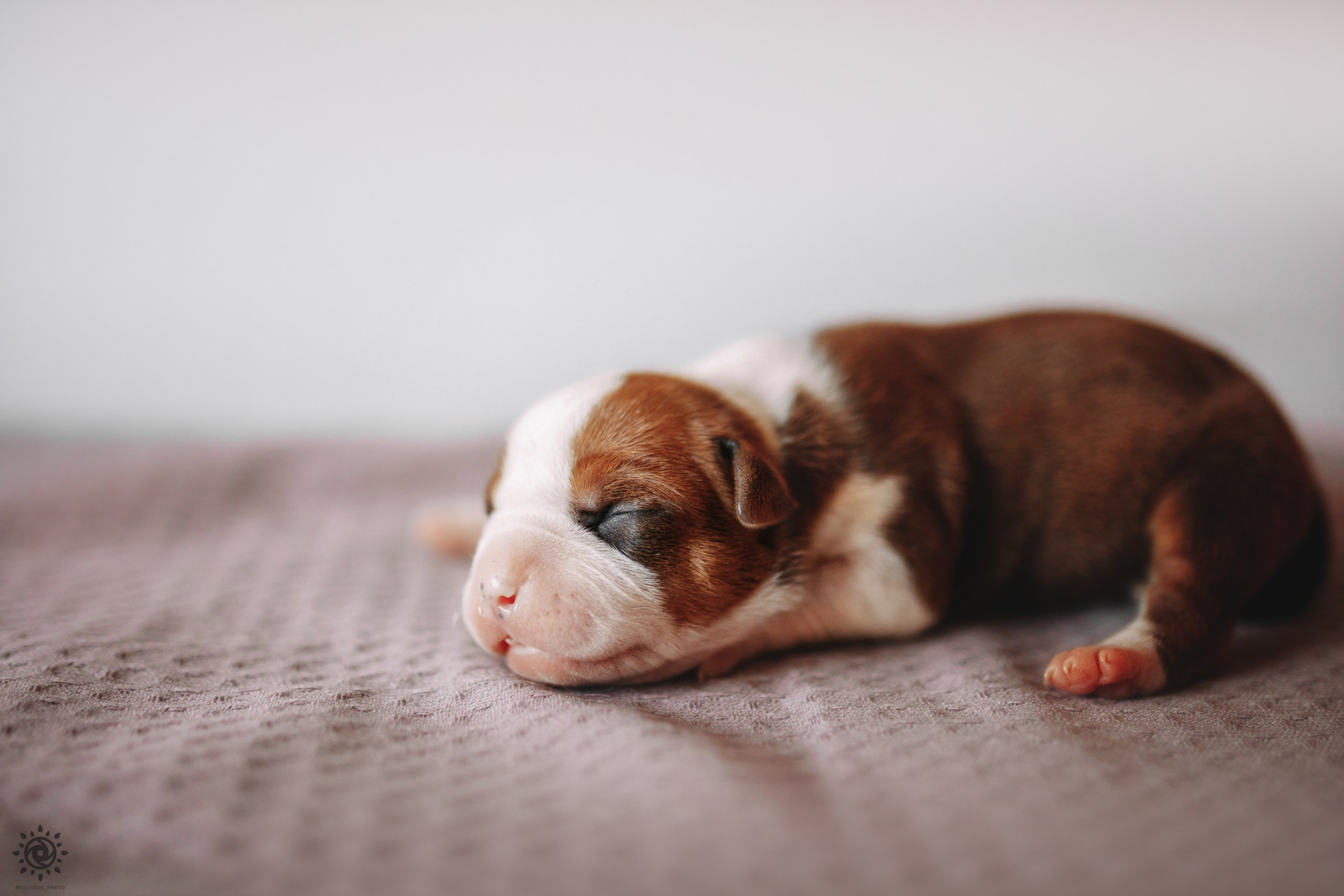 АСТ. Фотограф-анімаліст Київ