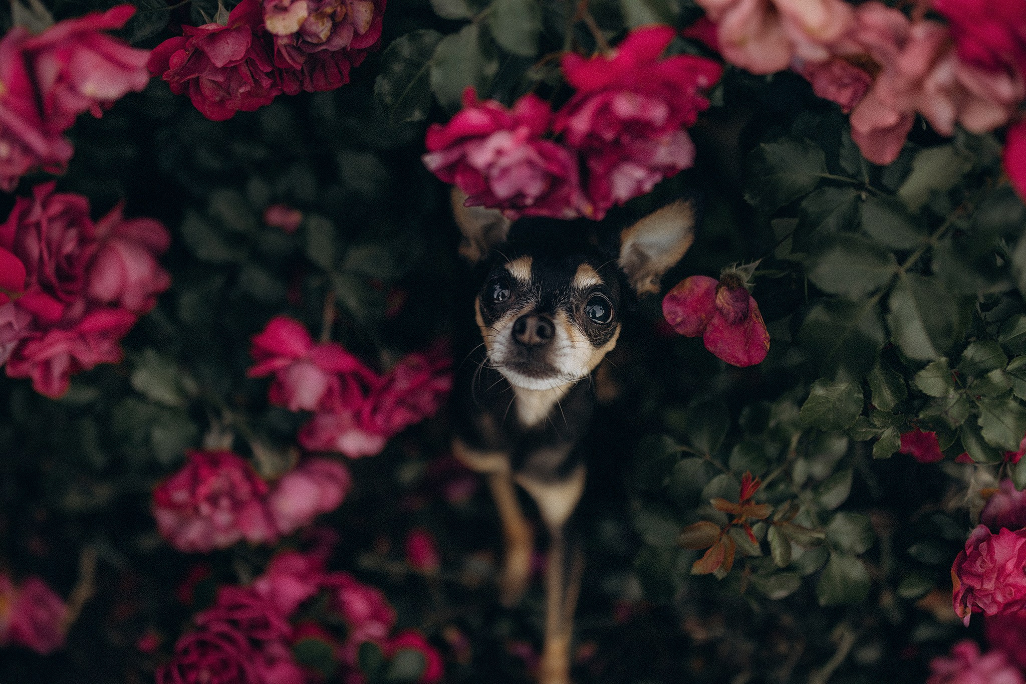 Чівас і Таня. Фотограф-анімаліст Київ