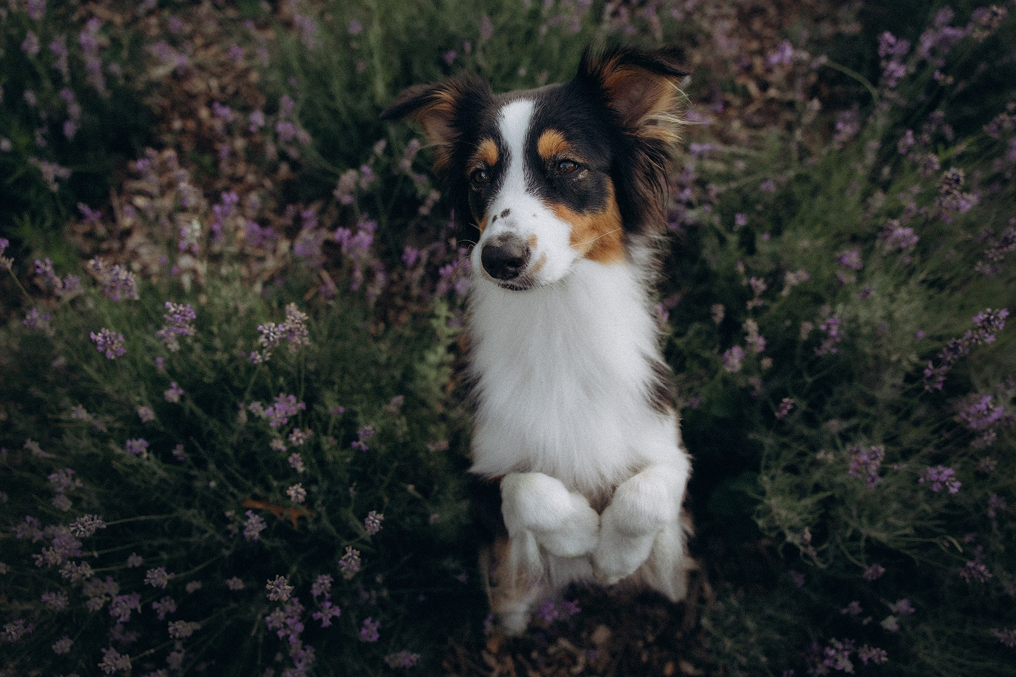 Арві та її родина. Фотограф-анімаліст Київ