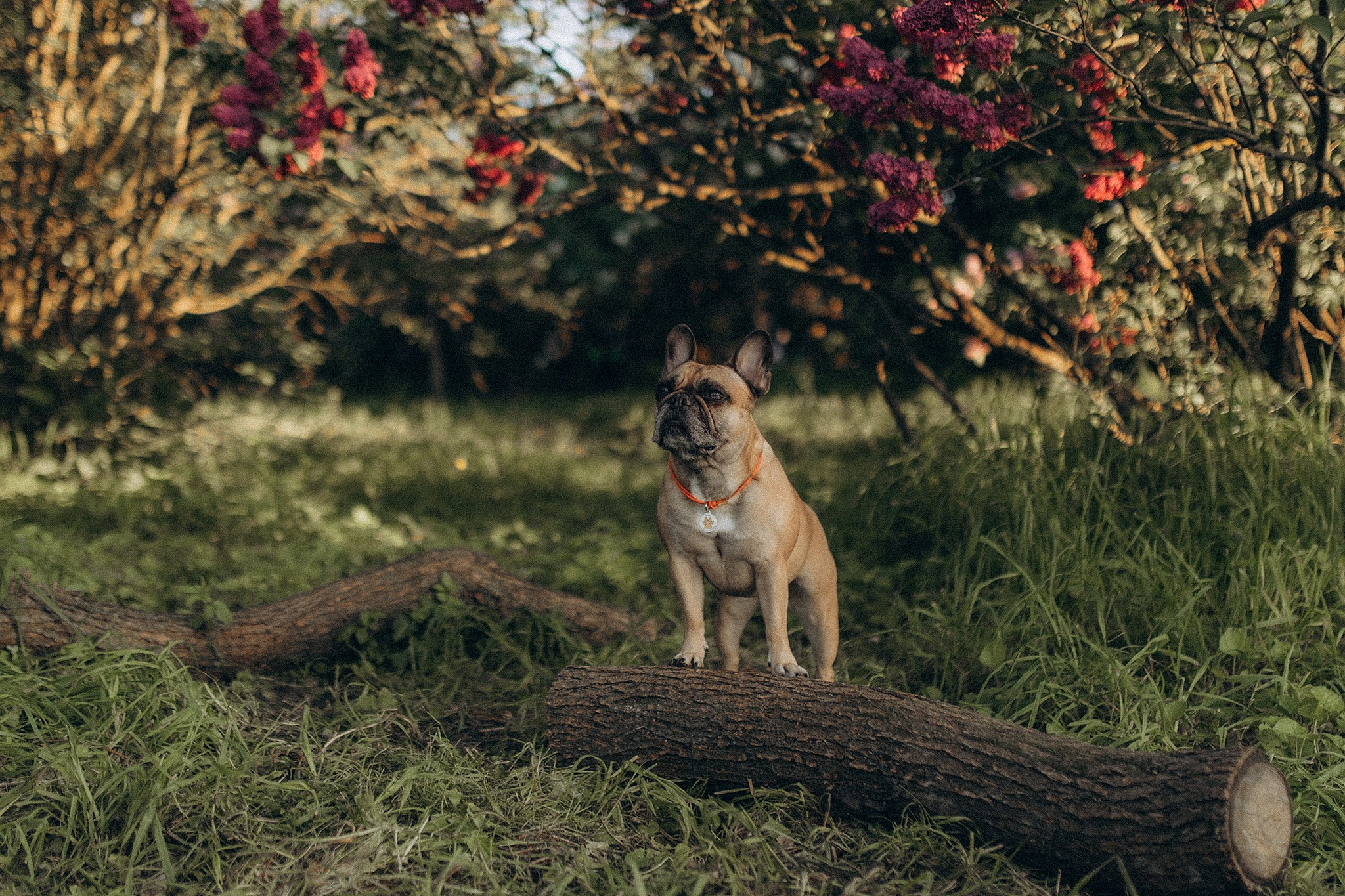 Беккі з родиною. Фотограф-анімаліст Київ