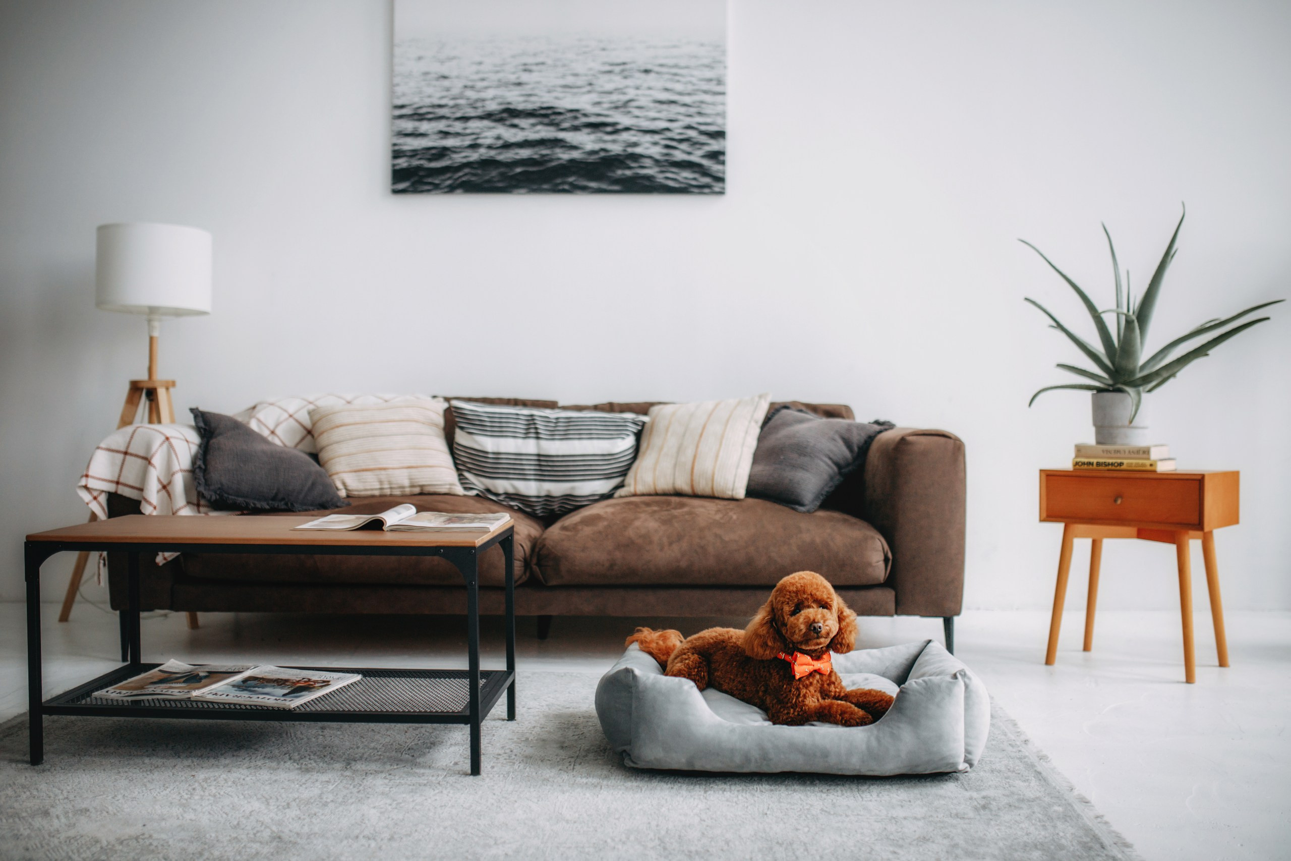 Noble Pet (зйомка лежанок). Фотограф-анімаліст Київ