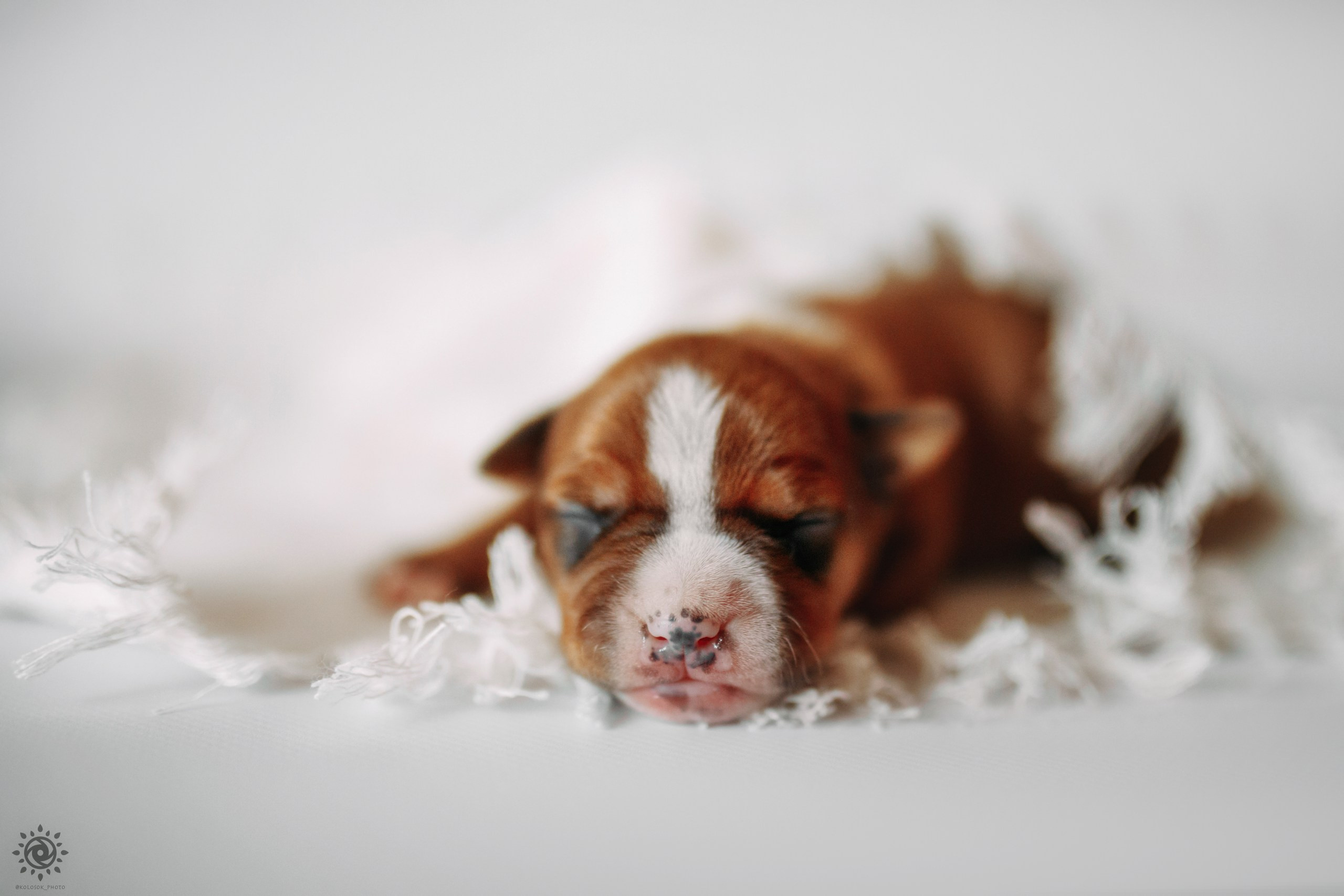 АСТ. Фотограф-анімаліст Київ